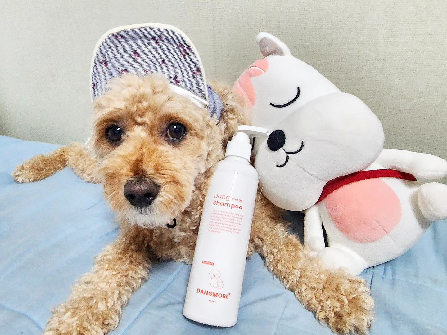#협찬 dangmore_official #댕모어 #반려동물샴푸
모자도 잘어울리는 러블리레오🐶와 함께 댕모어 댕샴푸🧴🧴🧴
.
댕샴푸는 병풀추출물, 아미노산, 천연오일 함유로 순한 전성분들로 만들어진 반려동물용 천연 샴푸에요😄
.
레오가 피부가 예민한 편은 아니지만 좋은것만 사용하게 하고 싶기에 레오용 제품들은 거의 천연으로 사용하고 있는데 사용감도 괜찮고 레오가 거부감 없어해서 좋았어요😉
.
.
.
#인플루언서 #운동 #전자기기 #강아지샴푸 #맞팔 #뷰티 #먹방 #댕샴푸 #반려동물 #모델레오 #푸숑레오 #푸숑 #레오