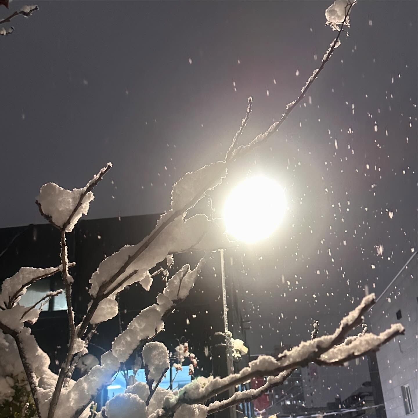 은행잎도 아직 다 안 떨어졌는데 첫눈이라니 ☃️
#가을과겨울사이 #눈꽃송이