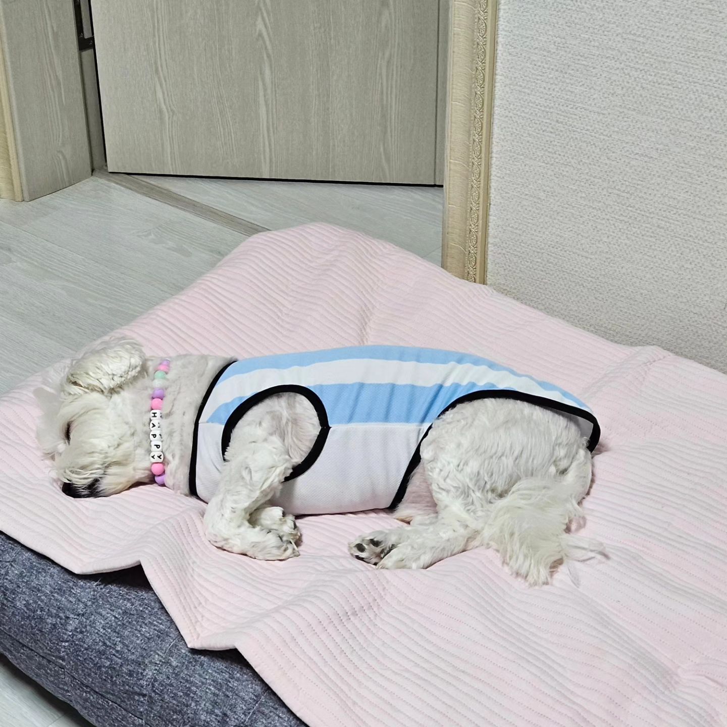 낮잠타임
엄마는 커피타임인데
우리돼지는 옆에서 코골며 잠듬

.

#말티숑
#귀여운강아지