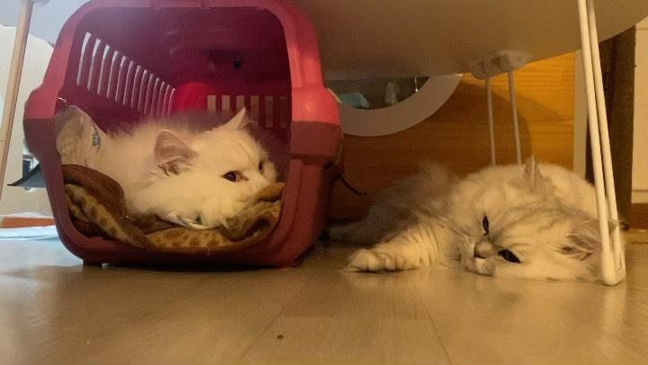 2023.12.03

불러도 반응 없는 너네

대답 좀 해라 고양이들아 🐱

마지막에 너무 귀찮은 뽐이가 벌떡… 미안해

#대답없는고양이