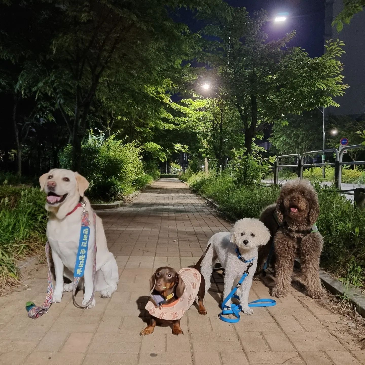 2024.5.19 호빵이 저녁 산책일지🌳

오늘은 꽃🌼멍🐶 데이~ 누가누가 젤 이쁘나~~😚😚 다~이쁘지롱😍

대박 설이 두식이 호빵❤️

#hobbang_world #호빵월드 #송호빵💕 #양🐑아님ㅋㅋ #저녁산책🌙 #산책일지🐾
#그룹산책🐕 #신정산둘레길 #계남근린공원🌳 #동네한바퀴산책 #펫핑 #양천구반려견순찰대

hi.petping