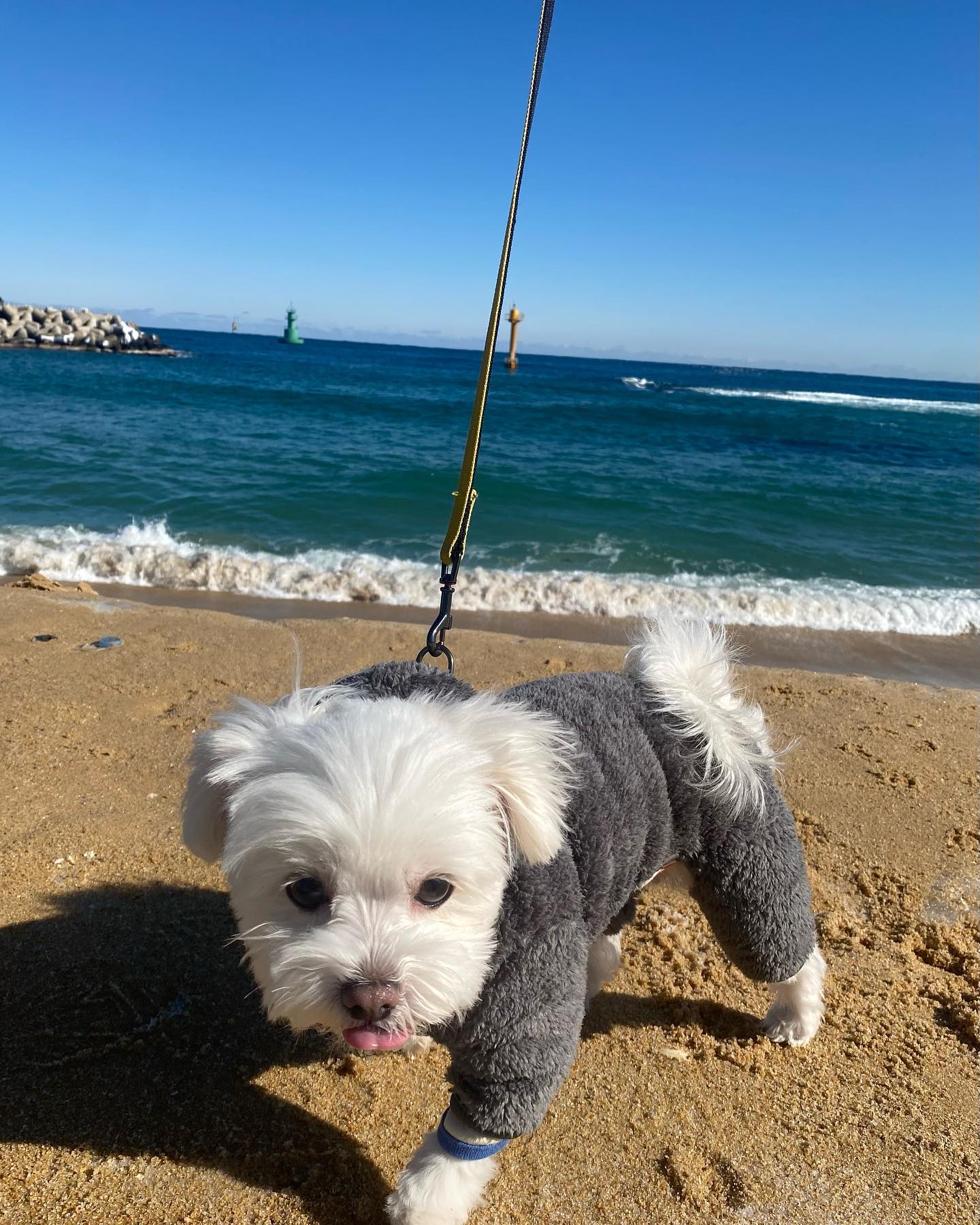 🌊

#강아지#말티치#속초