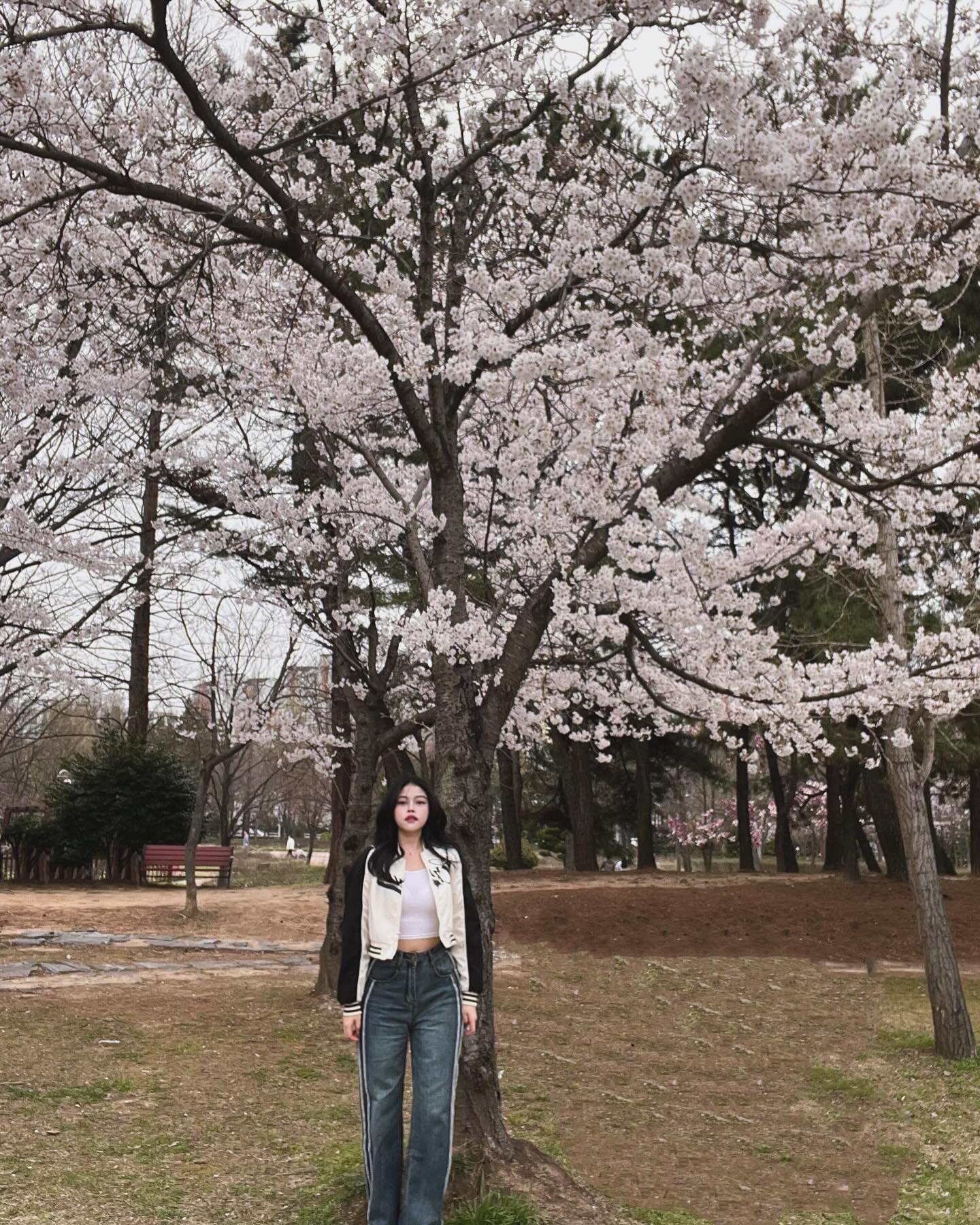 #창원
#창원교육단지
#창원벛꽃