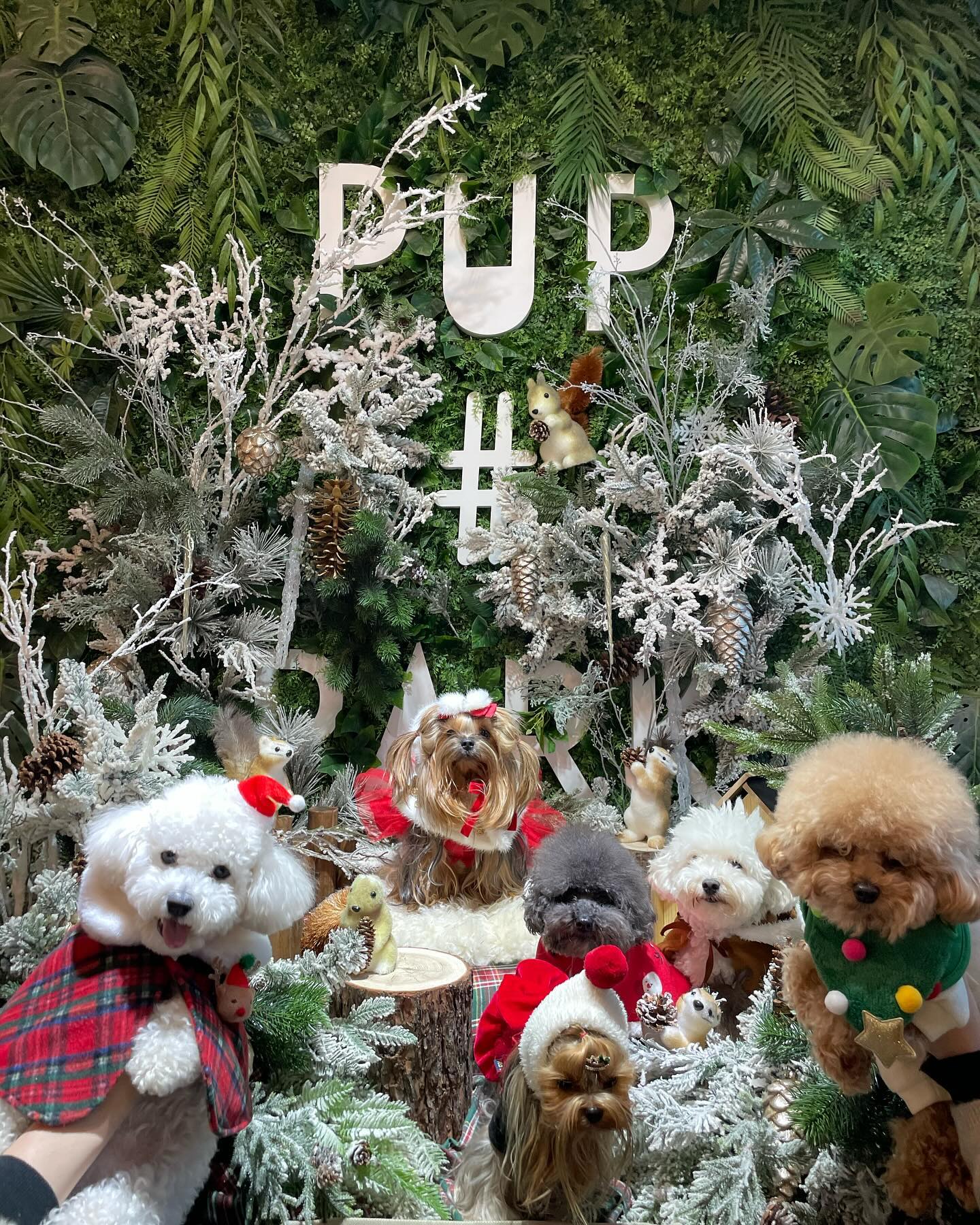 12.17
더 늦기전에 올려보는
칭구들과의 크리스마스 모임🎄

마지막 루미 극세사방석과 일체샷ㅋㅋㅋㅋㅋㅋ 잘짜여진 코미디같았던