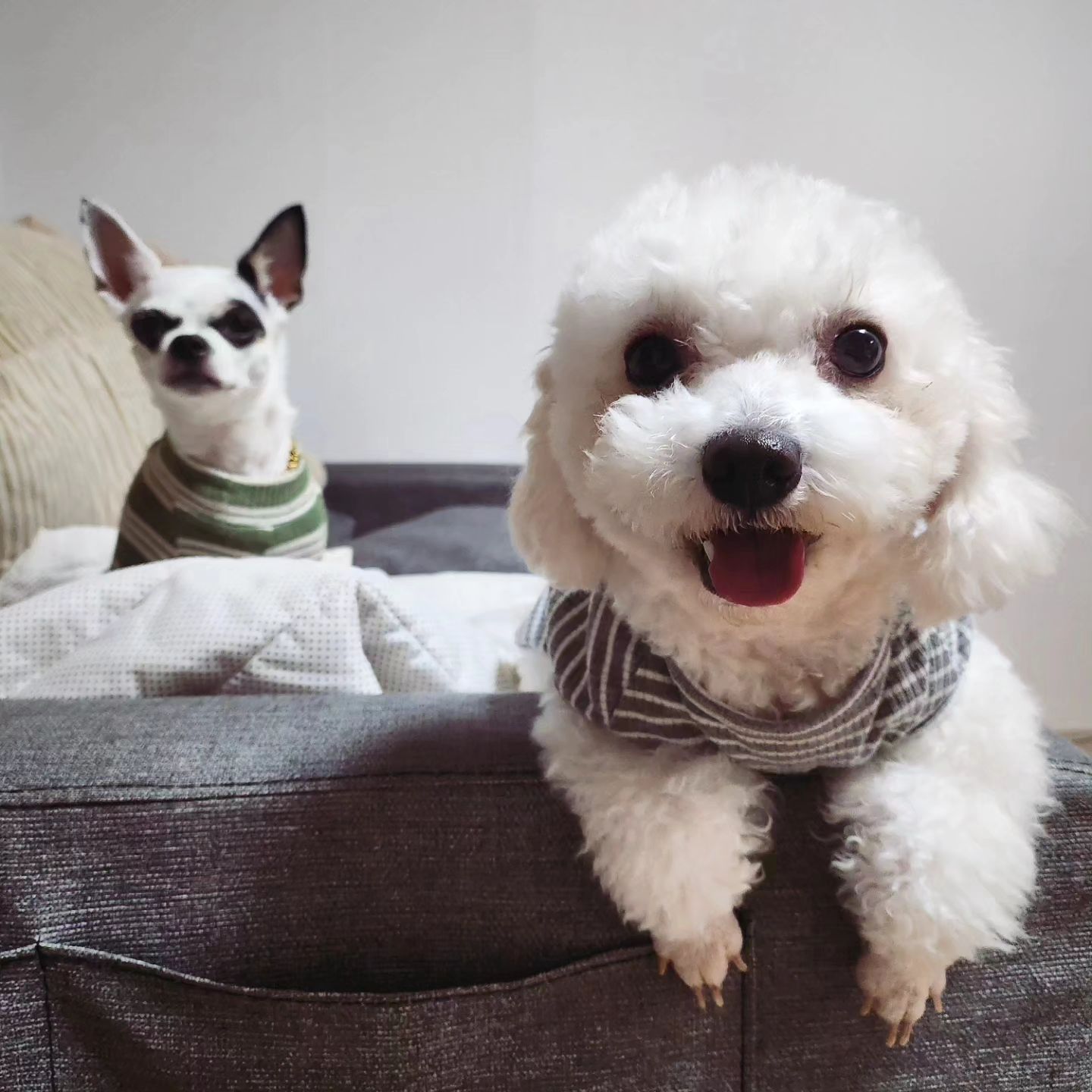 ㅡ
이건또 언제 찍은거야 졸귀탱이들🐶
ㆍ
#사진첩을보다가 #많이컷다❤️