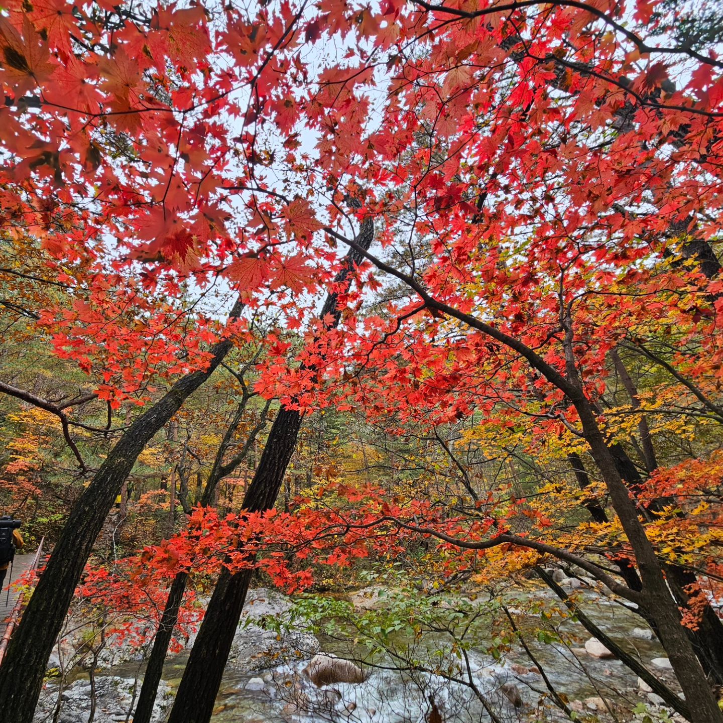 행복했다...🍁🍁🍁
#🍁 #단풍 #설악산 #백담사
