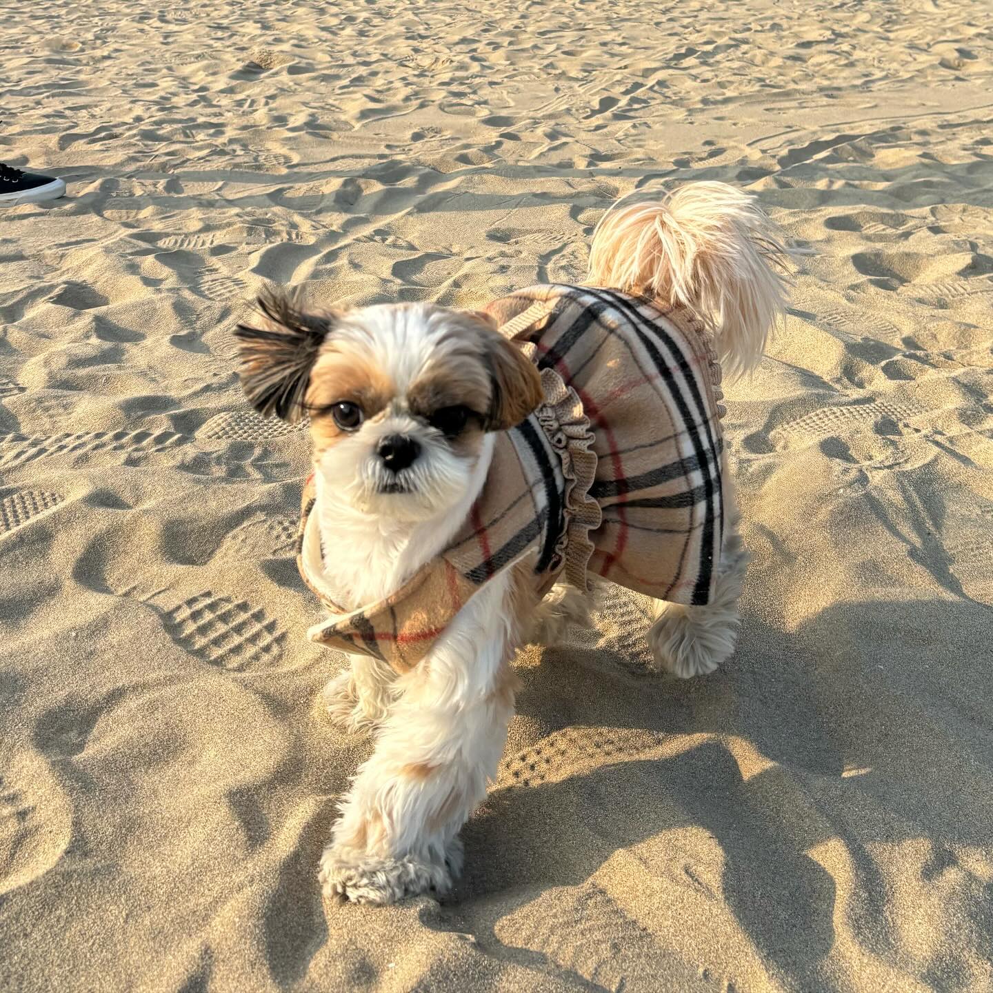 부산 송정에 출몰했다 호영🐶