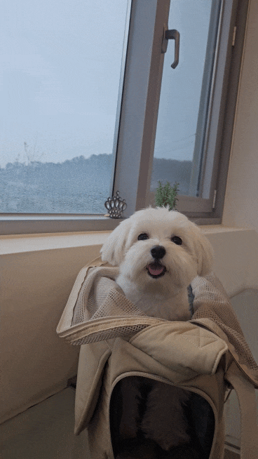 부산여행 강아지동반 겨울여행 (광안리)