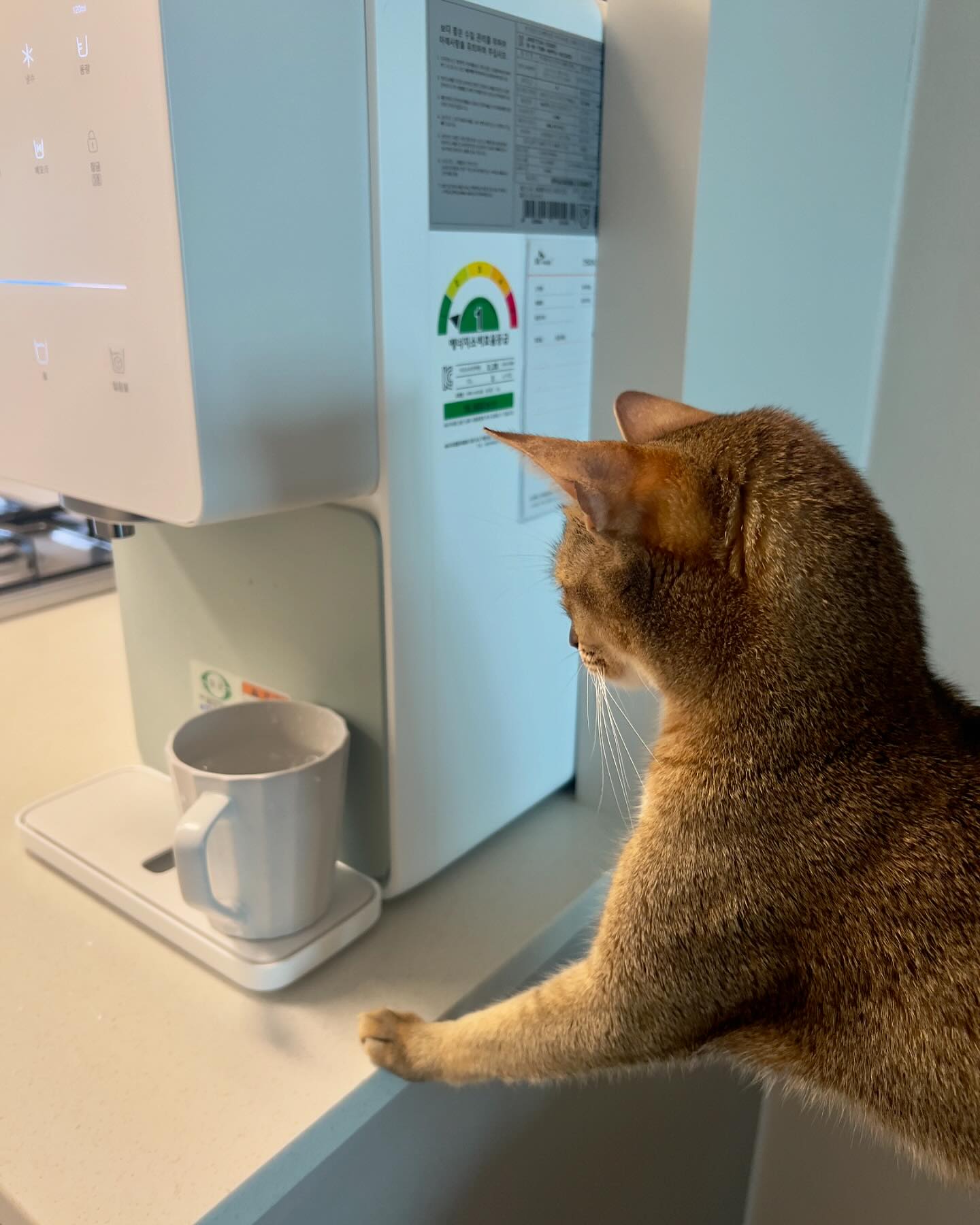 #Jerry
집사 물맛이 조크든여..🤤

.
/
#냥스타그램 #고양이그램 #캣스타그램
#catstagram #catsofinstagram #cats
#아비시니안 #abysinian #냥팔맞팔 #냥팔맞팔환영