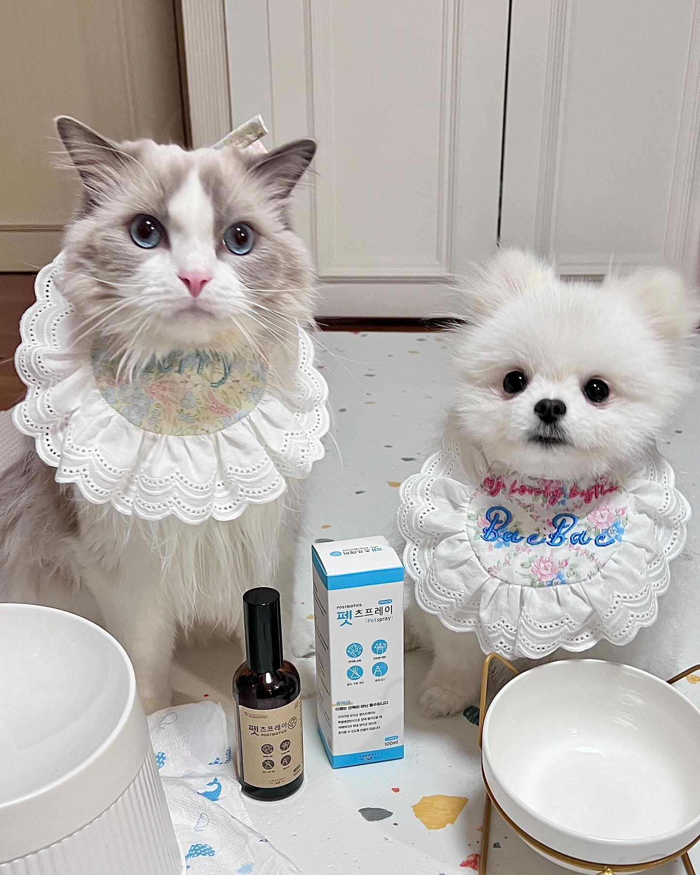 #제품제공 #반려동물유산균

뿌리는 유산균! 𝑯𝑶𝑿𝒀 들어봤나?̊̈!

connect_toyou [펫츠프레이]는 액체형 프리미엄 포스트바이오틱스로 물이나 사료에 손쉽게 뿌려 섭취할 수 있는 무색투명 반려동물 유산균이라구! 

피부나 털에도 직접 분사 가능한 올인원 제품이라니 대다네~!🙌🏻

🩵펫츠프레이🩵
🤍 ’바실러스 서브틸리스‘ 외 이종균주 최소 3종 함유
🤍 면역력 향상 효과
🤍 장 내 환경 및 소화 능력 개선 효과
🤍 응아 냄새 감소 효과

🏷️ 펫츠프레이는 다요트 중인 베베에게도 최고구 
입맛 까다로운 베리 lovelyberry_jelly 도 사료에 칙칙 뿌려주니 너무 잘먹지 뭐야~?̊̈!😋

(무엇보다 간편해서 아침마다 맘마주고 ⏰ 출근하기 바쁜 집사에게 체고..ㅎ👍🏻)