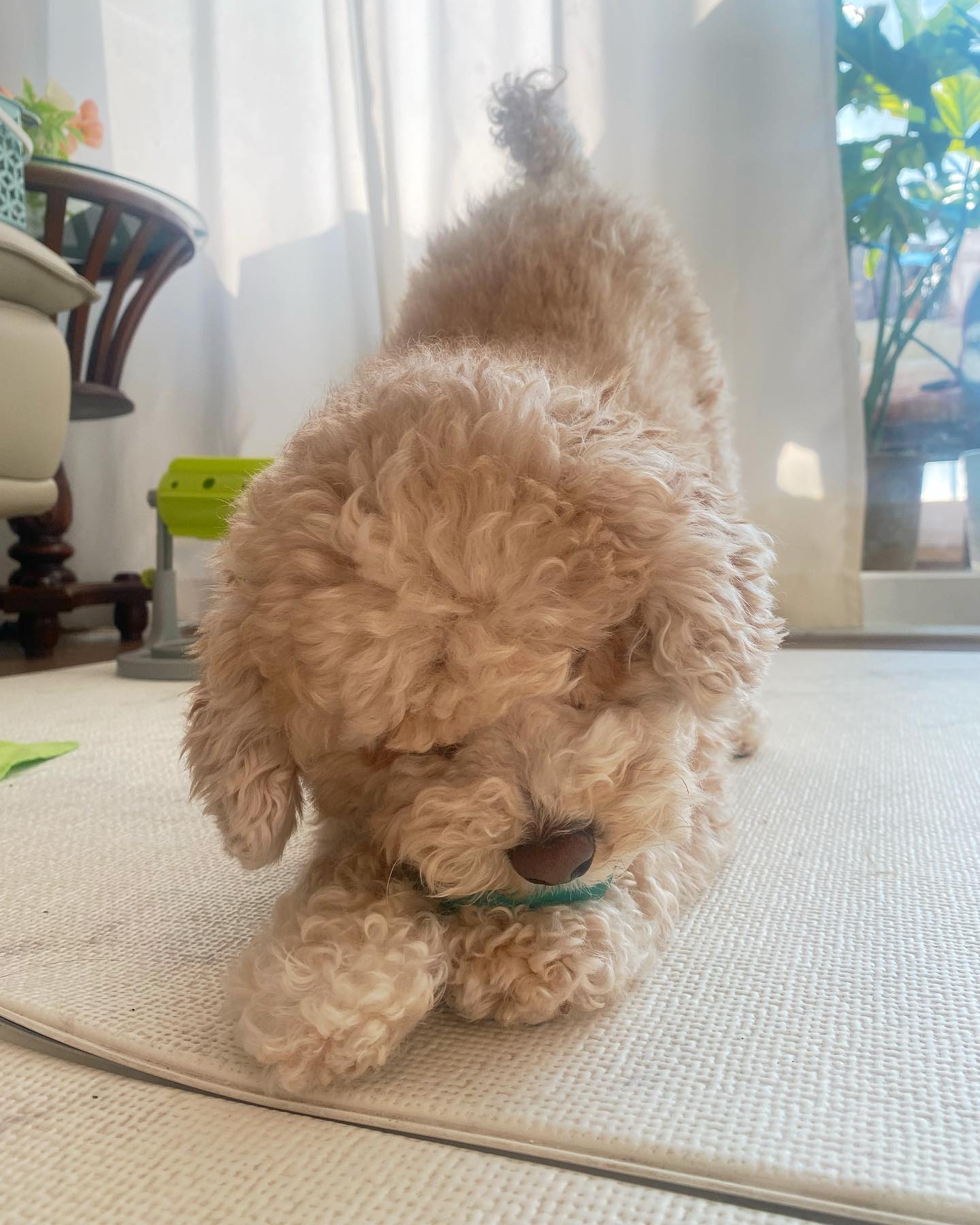 꼬리를 치켜세우고 
"나랑 놀사람~~👋🏻" 🐶🐶🐶