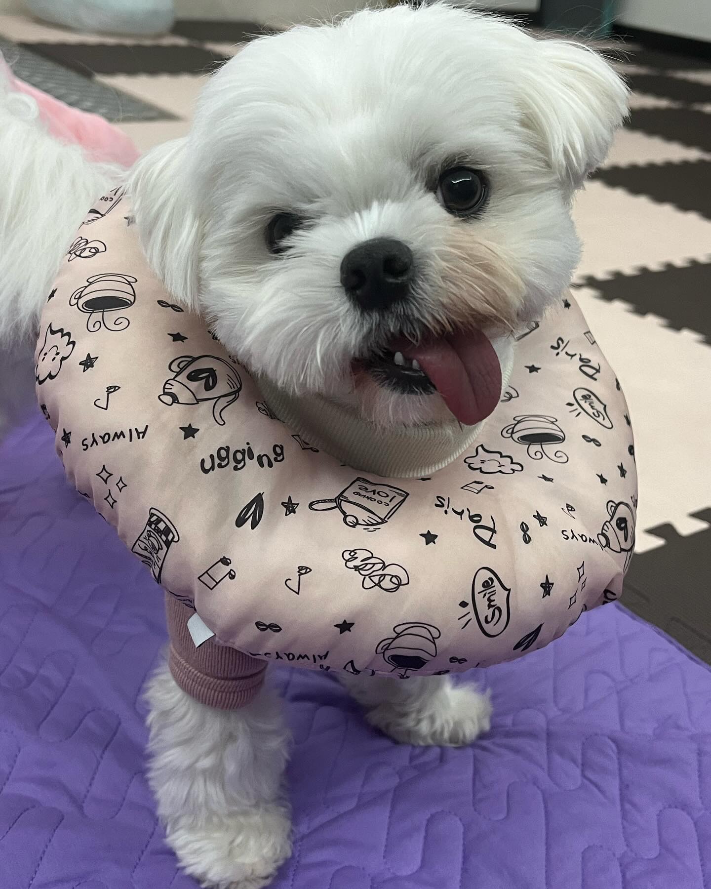 나는야 행복한 강아지🐶