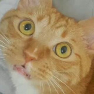 ○_○

#cat 
#cats 
#catsofinstagram 
#catstagram 
#catlover 
#catlife 
#instagram 
#catlovers 
#kitten 
#instacat 
#kitty 
#pet 
#cute 
#meow
#catoftheday 
#pets 
#kittens 
#animals 
#catlove 
#animal 
#cutecat 
#petsofinstagram #kittensofinstagram