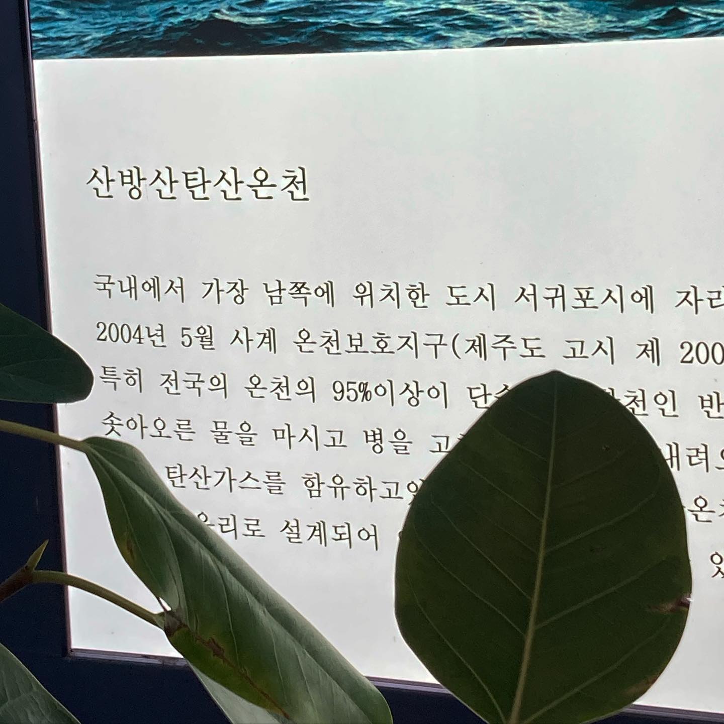 ☔️ 비오는날 제주뭐하지 #실시간제주
이번주 내내 비가 온다는 제주
산방산탄산온천에 다녀왔어요. 성인1인기준 13000원인데 야놀자.트리플 앱을 이용하면 9800원에 티켓 구매가능! 

📍아기들은 방수기저귀착용 의무
못 챙기신분들은 3000원 구매가능
📍노천탕이나 찜질방 이용하실 분들은 추가금액 지불하면됩니다.
수영복대여는 2000원
대여 안하실 분들은 챙겨오세요 🙌🙌

탄산수를 이용한 온천. 피부에 흡수된 탄산가스는 성인병치료 및 피로회복 피부미용 혈액순환 근육통 등등 여러 효과가있음

사람은 많았지만 만족스러운 온천
목이 안돌아갔었는데 한결 편안해짐 😄 

#내돈내산후기 #lebo_jeju