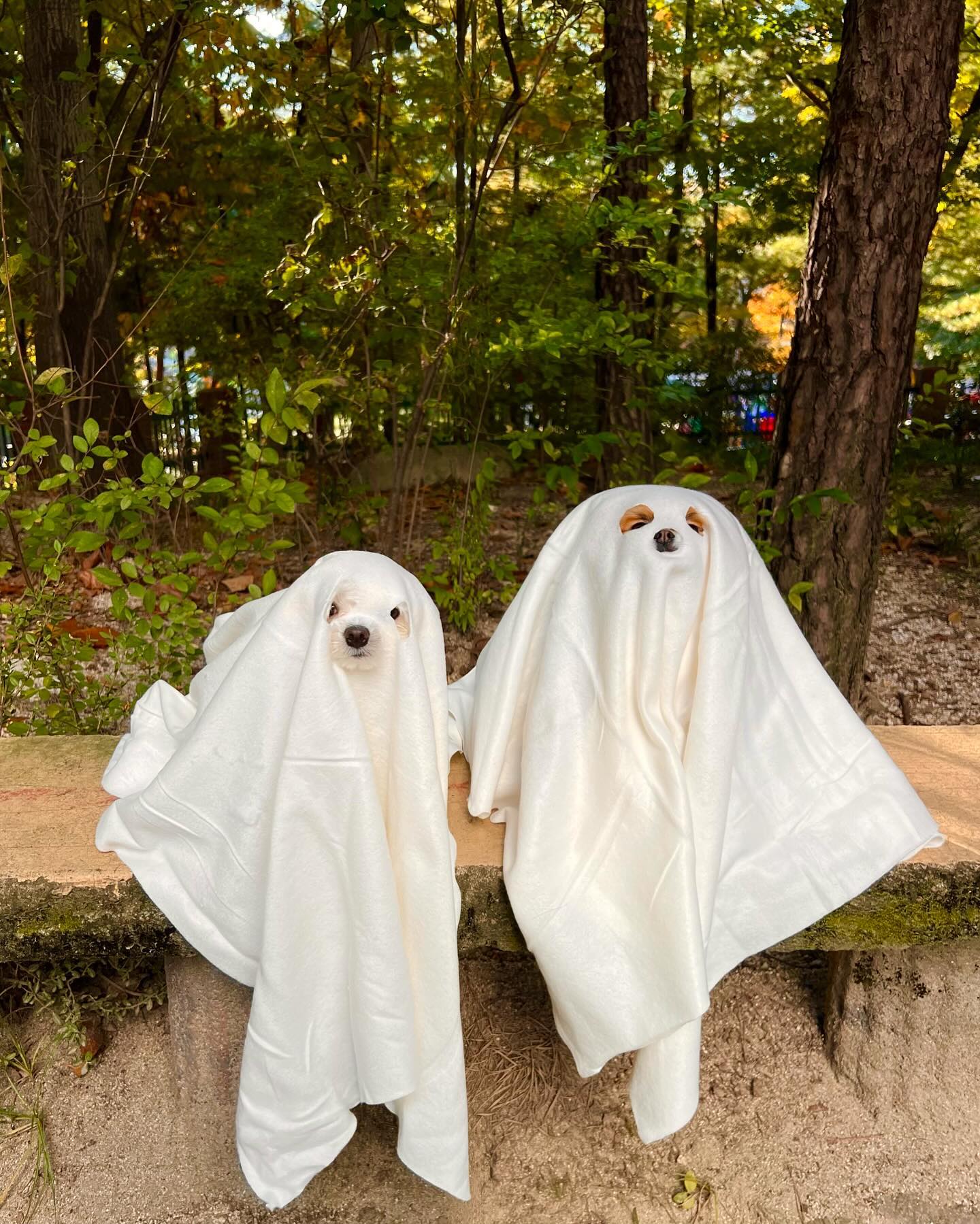 Happy Halloween! 👻 ㅋㅎㅋㅎㅎㅋㅎㅋㅎㅋㅎㅋㅎㅋㅎㅋㅎㅋㅎㅋㅎㅋㅎㅋㅎㅎㅋㅎㅋ