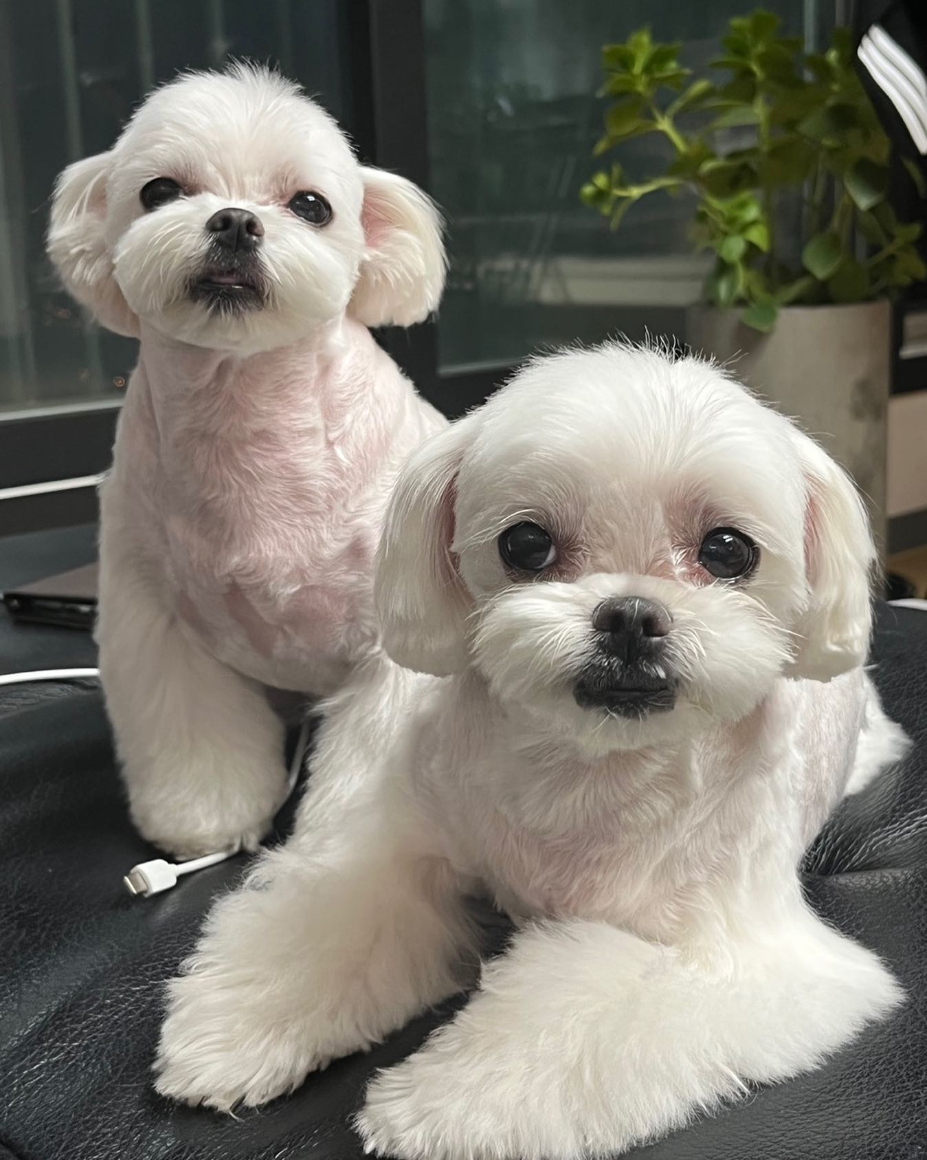앙증말티자매🤍 기여운 스포팅+알머리 후기🥰
