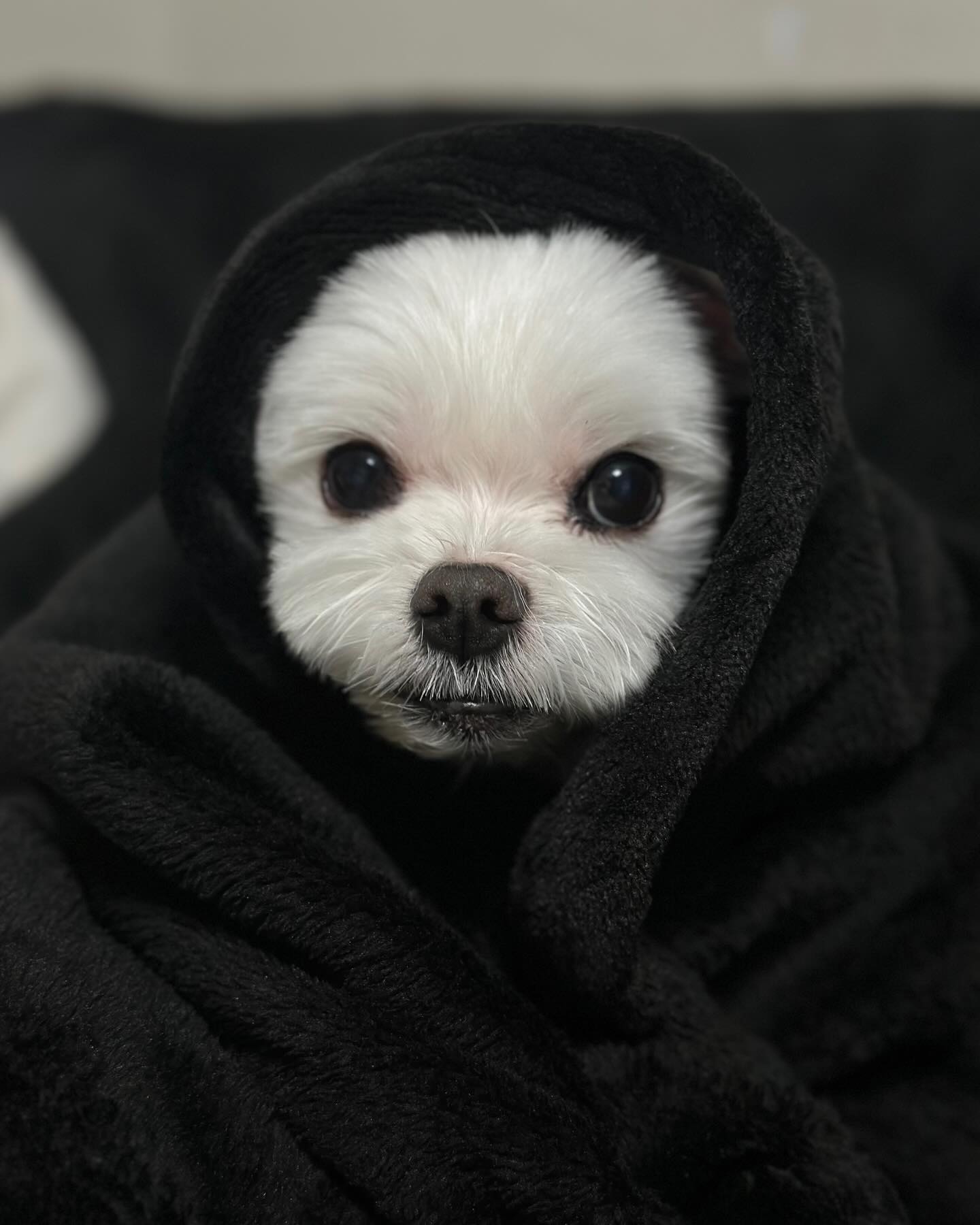 가호나시 👻
