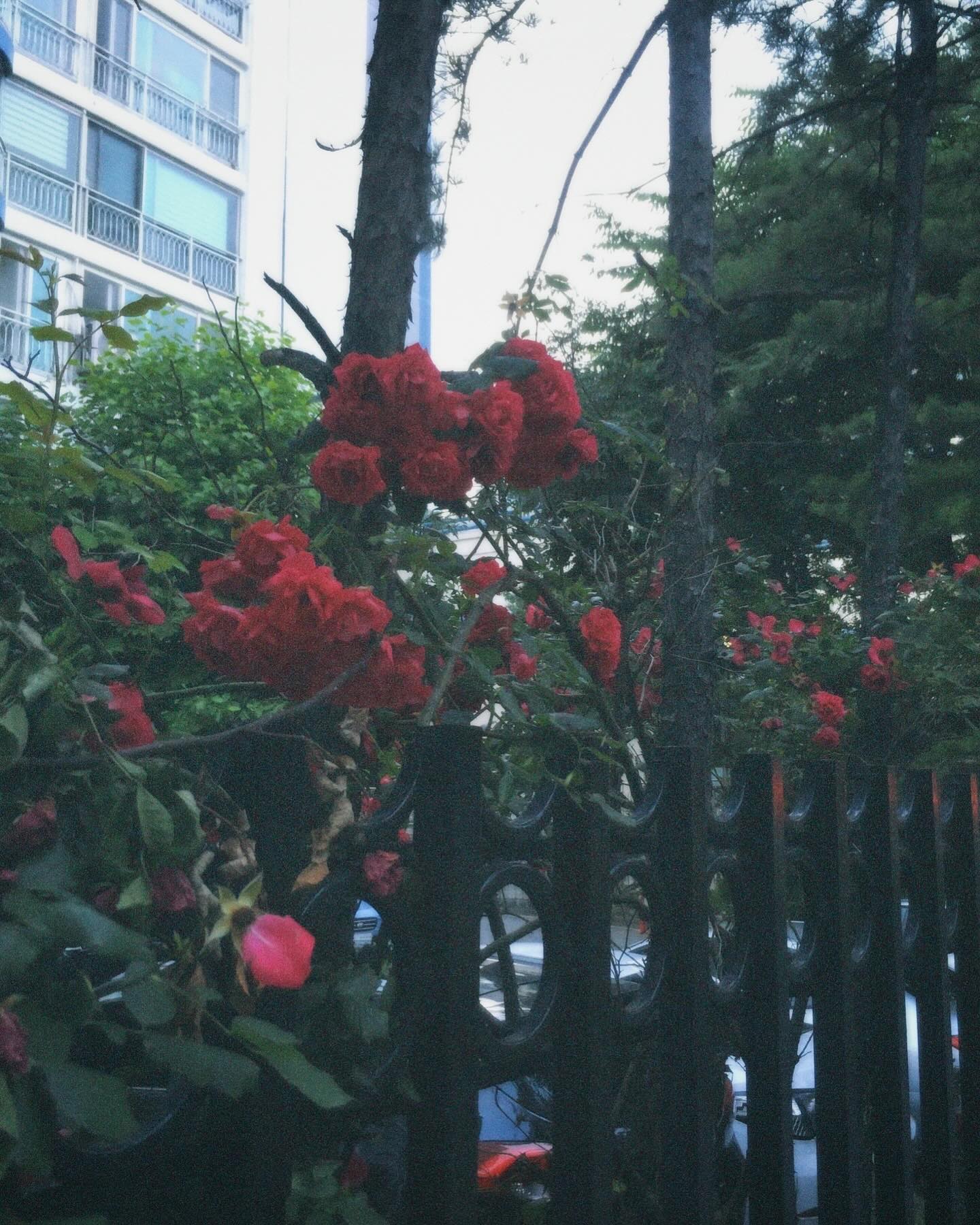 콘텐츠
