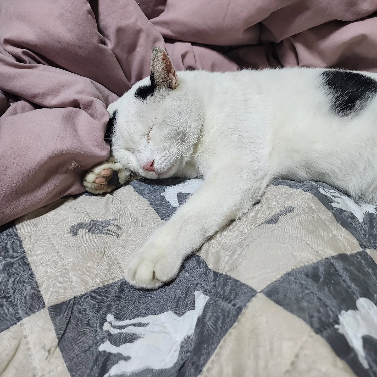 너... 잘잔다...근데 얼굴은 왜그렇게 꼬질한거야 도데체 어딜 돌아다니는거니.....😭😭😭

#길고양이 #집고양이인척 #꼬질꼬질 #길고양이입양하세요
#중성화완료✔️ #애교냥이 #개냥이