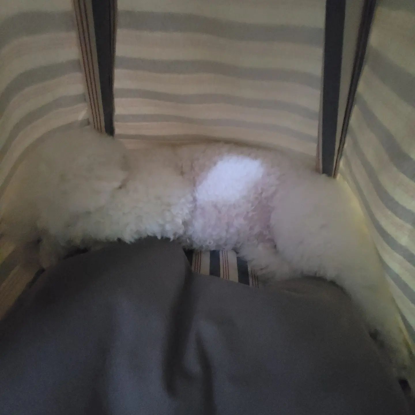 23.08.20
왜 이렇게 잘까요..?
.
.
#꼬모의하루🐶