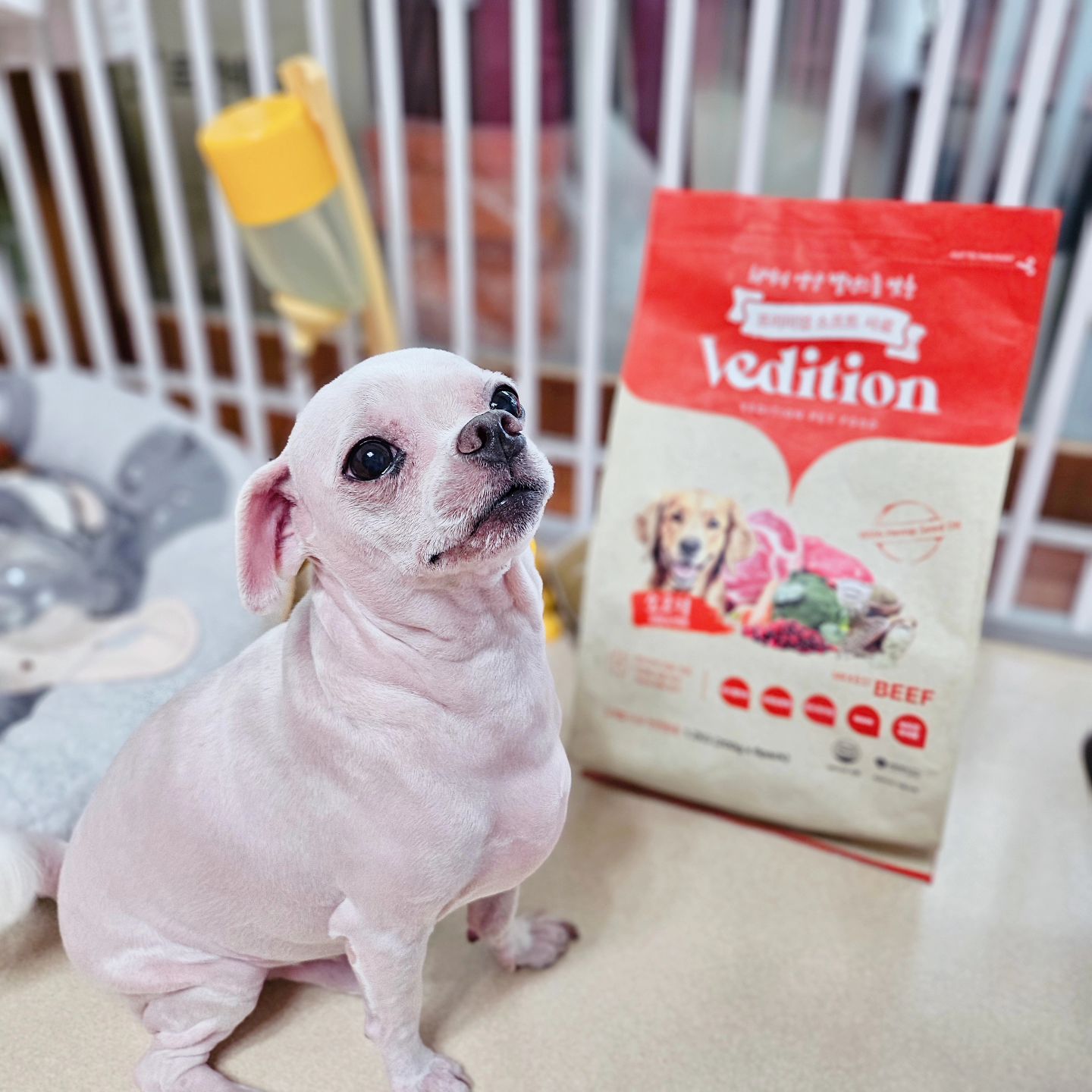 #협찬 veditionmall

기호성 대박인 요 사료는 베디션 사료 🐾
그 중에서도 관절&연골 기능성 사료(소고기맛)으로
우리 달콩찌... 다리 아픈 달콩찌 위해 준비했멍 🐶

터널식 에어 드라이 공법(Tunnel Air Drying)으로 만든
반습식 사료인데 진짜 좋아하구 잘 먹는당. 냠냠 ㅋㅋ

터널 내에서 균일한 온도로 건조시켜 최상의 사료 품질을 유지 시켜주고 영양소파괴줄이고 소화흡수가 잘될수있도록 수분함량을 높였는데 제조공법의 차별화로 반습식 사료의 특성인 수분함량을 계절별 조절하여 사료의 신선도유지와 반려견들의 건강까지 생각했다!

여기에 햄프씨드 CBD오일 첨가로 면역력 증가, 눈물자국에 도움, 피부염·우울증(스트레스, 분리불안), 간질 발작 증상에도 도움이 된다고 하니 먹여서 안 좋을게 없어요 이히힝 🙈

/
/
#강아지사료 #강아지소프트사료 #애견사료 #안전한강아지사료 #기호성좋은사료 #강아지사료추천 #베디션 #vedition #반습식사료 #햄프시드오일 #가수분해사료
