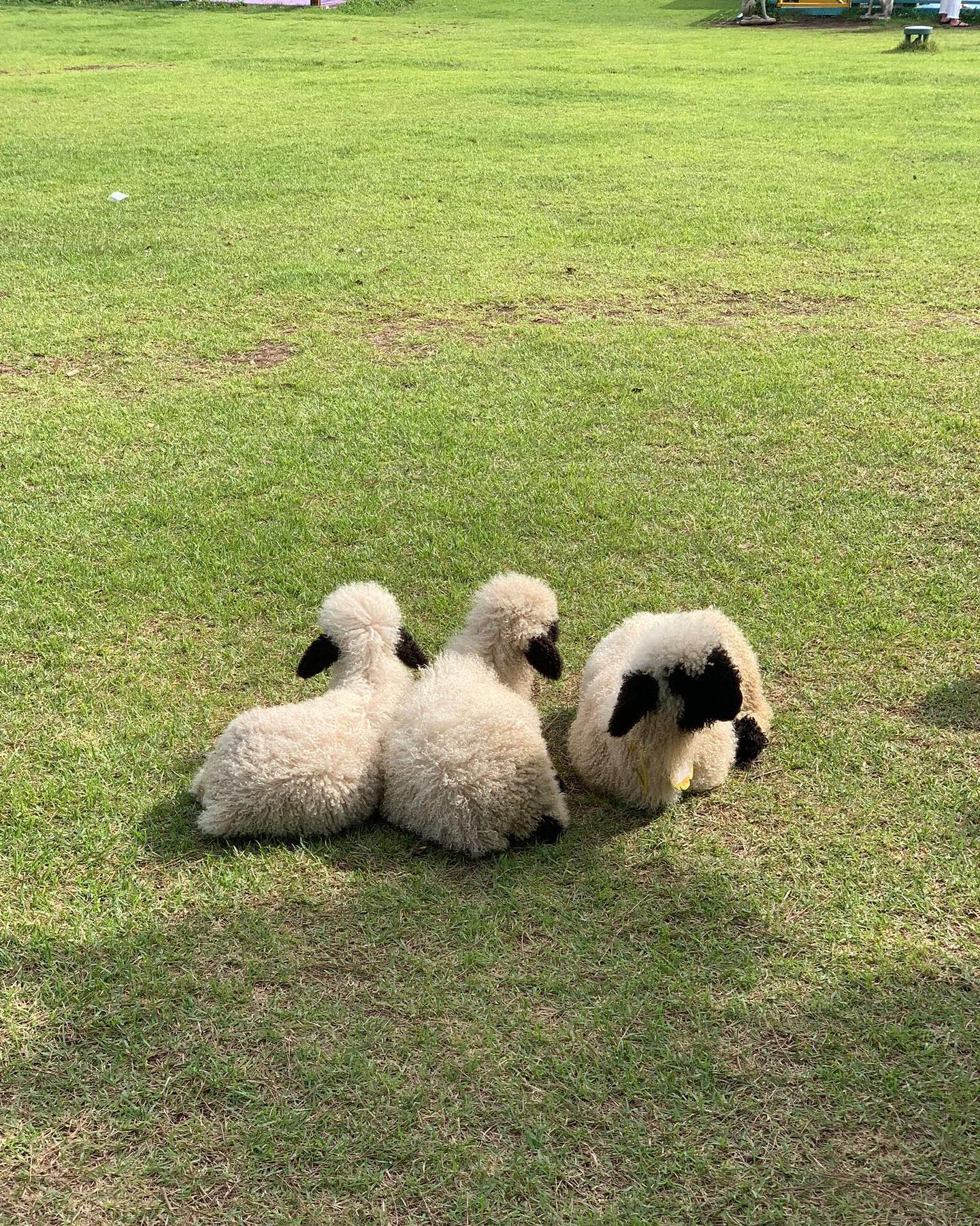 양 보러 가기 참 힘들지만
기여워 ˳˳˳