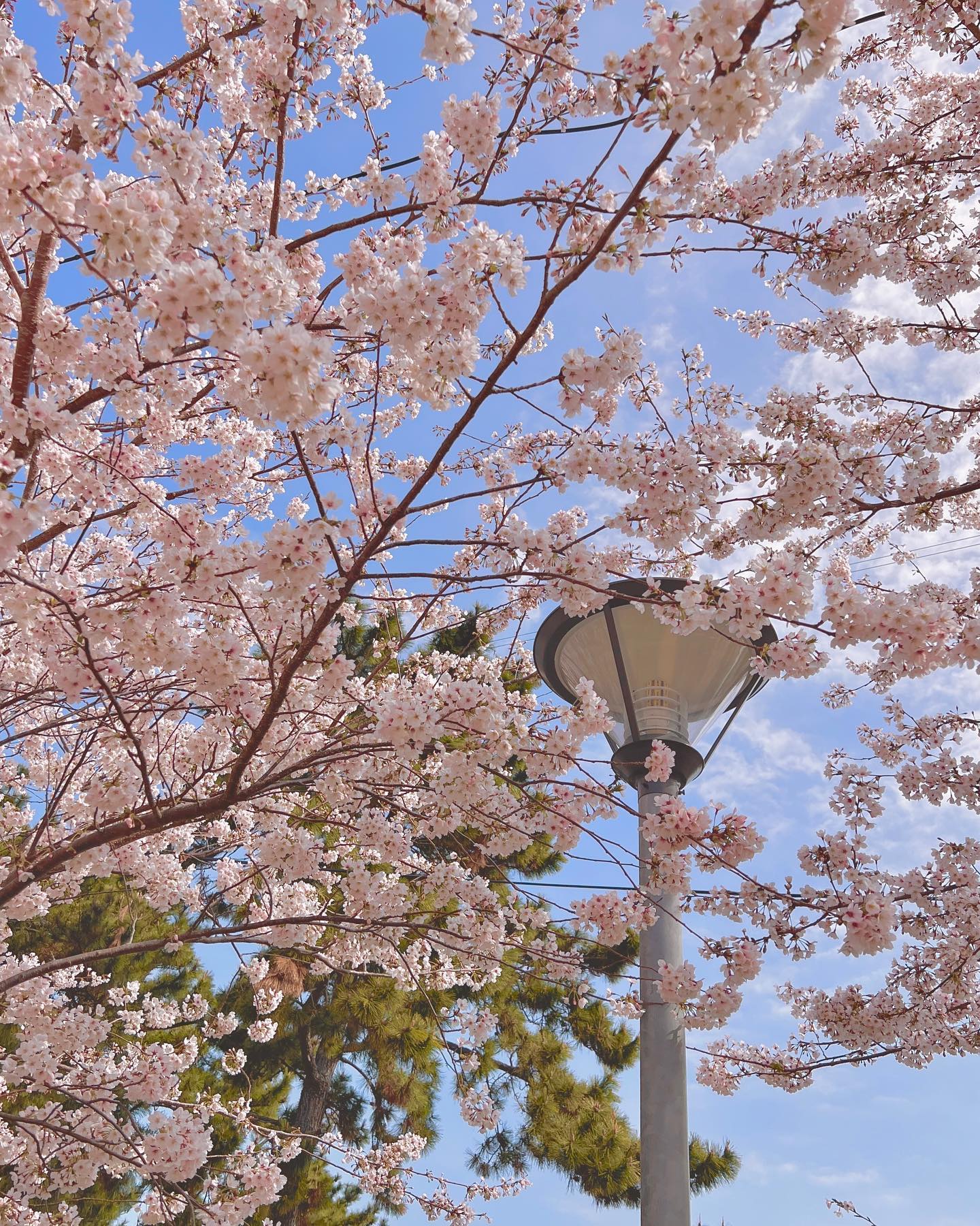 :)
.
일하면서 꼬맹이들 데리고 수선화 튤립 벚꽃까지
꽃구경 실컷할때마다 은우생각에😌🌸
“은우야 우리도 꽃구경갈까?”하고 물으니
.
. 
.
👦🏻: 유치원에도 많이 폈어~
.
.
#그러쿠나
#이미다봤구나