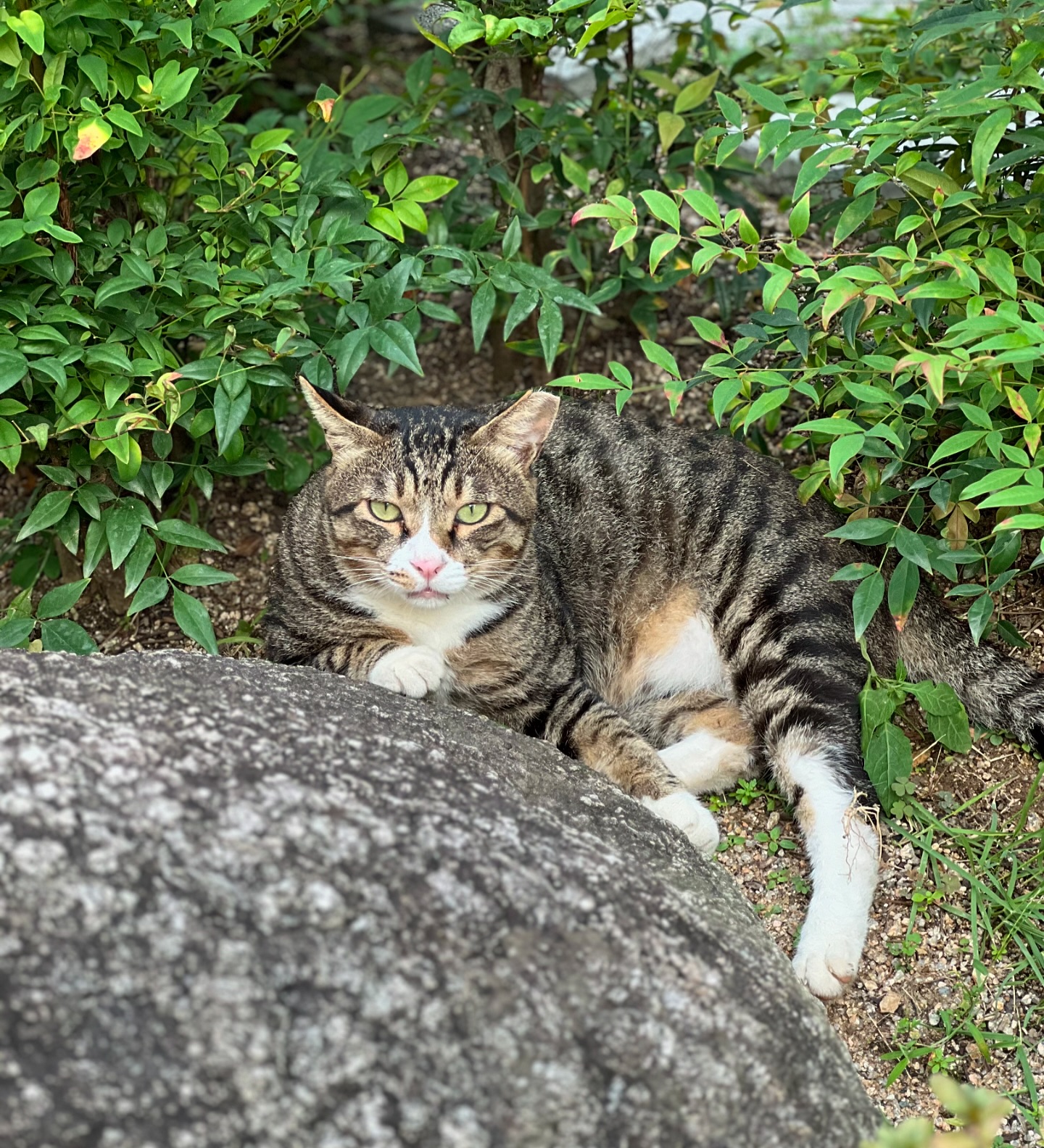 🐈