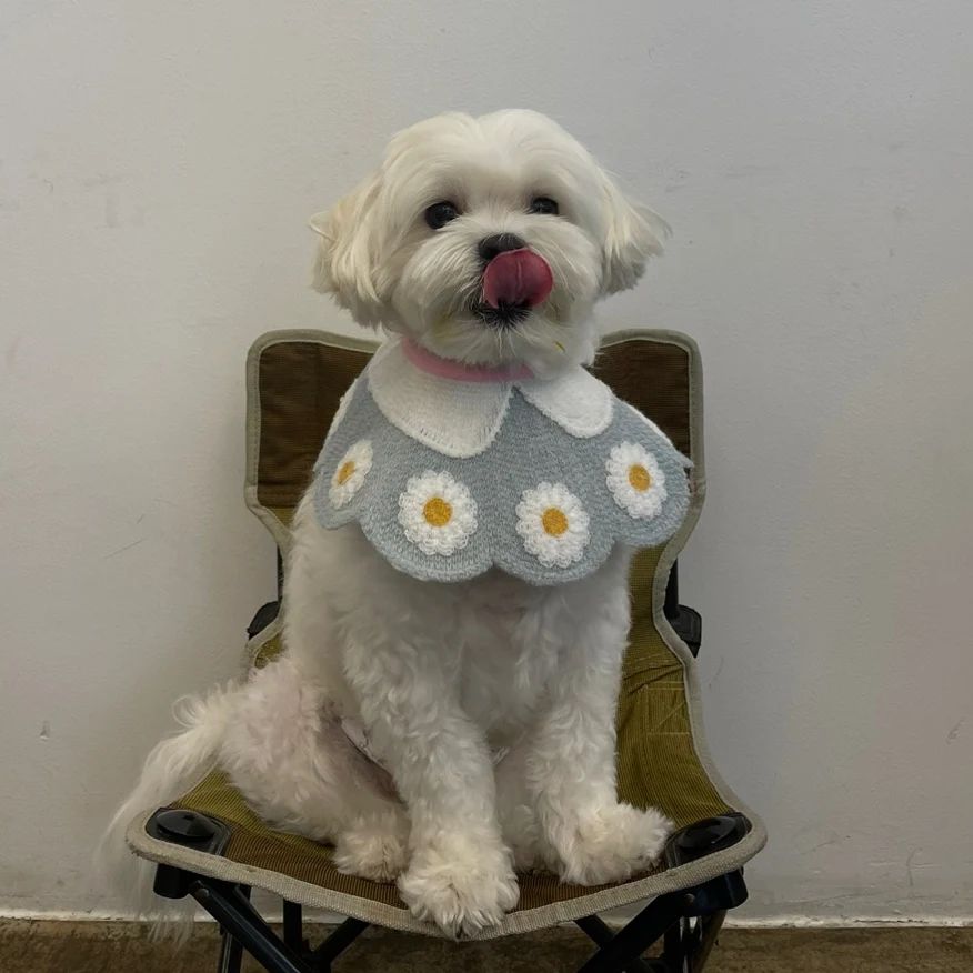 귀....귀여워🐶