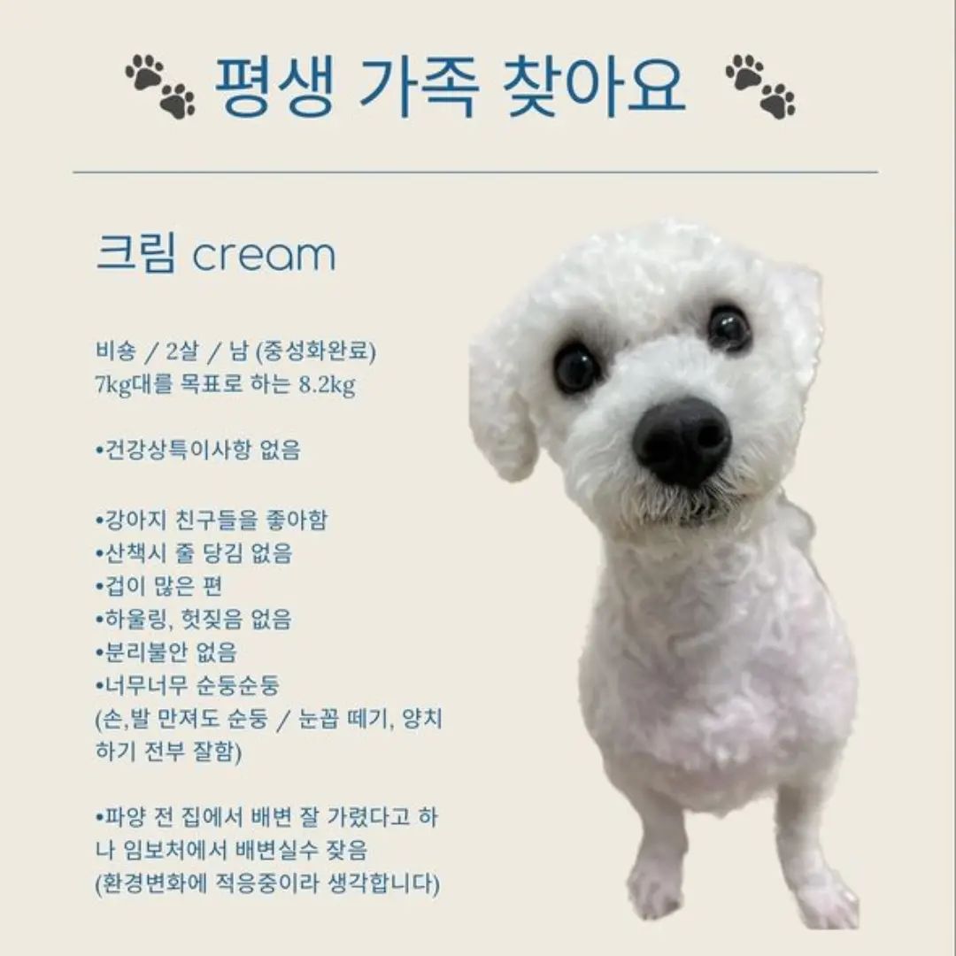 #리그램 - i_wuf_you_ by get_regrammer
크리미 평생 가족 찾아요🐾❤️ (리그램 부탁드려요🙇🏻‍♀️)

성별 _ 남(중성화완료)
나이_2살
몸무게_8kg (다이어트 해야 합니다!😅)
건강상태_치아 깨끗, 접종완료라고 합니다!
(귀에 약간의 외이도염 증상으로 5일간 약 복용중)

입양문의는 first_du 님께 부탁드립니다!❤️

#유기견입양 #김해유기견입양 #부산유기견입양