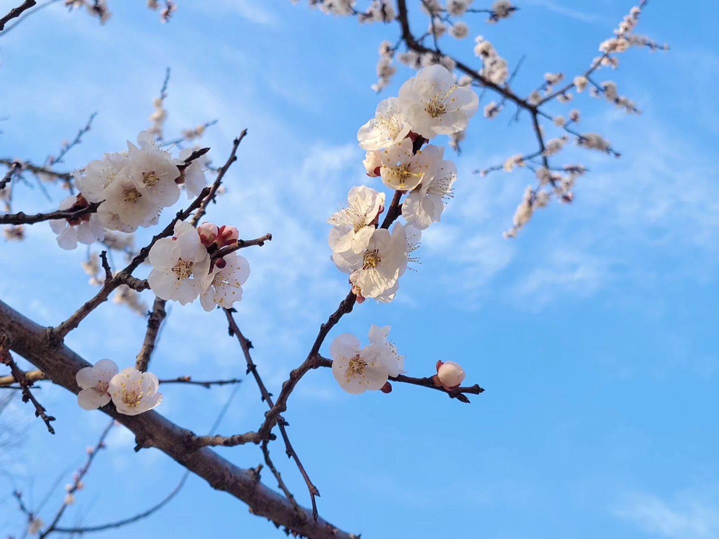 지난 토요일!
오랜만에 다녀온 원동매화축제
축제기간이라고해서 갔는데
매화는 다지고 없었다는 사실~
간김에 #미나리삼겹살 먹어주고
금값이던 딸기 트럭에서 파는거 하나씩사들고 집에온날

여자넷이서 놀러갔는데
왜 인물사진하나 없었는지
다헤어지고 아쉬워했지만
담에 또 보기위한 수단이라 생각ㅋㅋ

오랜만에 봄여행 즐거웠음~!

#원동매화마을 #원동매화축제
#딸기 #금딸기 #미나리삼겹살
#먹는게최고였네
#이번주말도잘쉬고잘놀았네
#매화대신벚꽃사진
#벚꽃축제 #가자고고씽