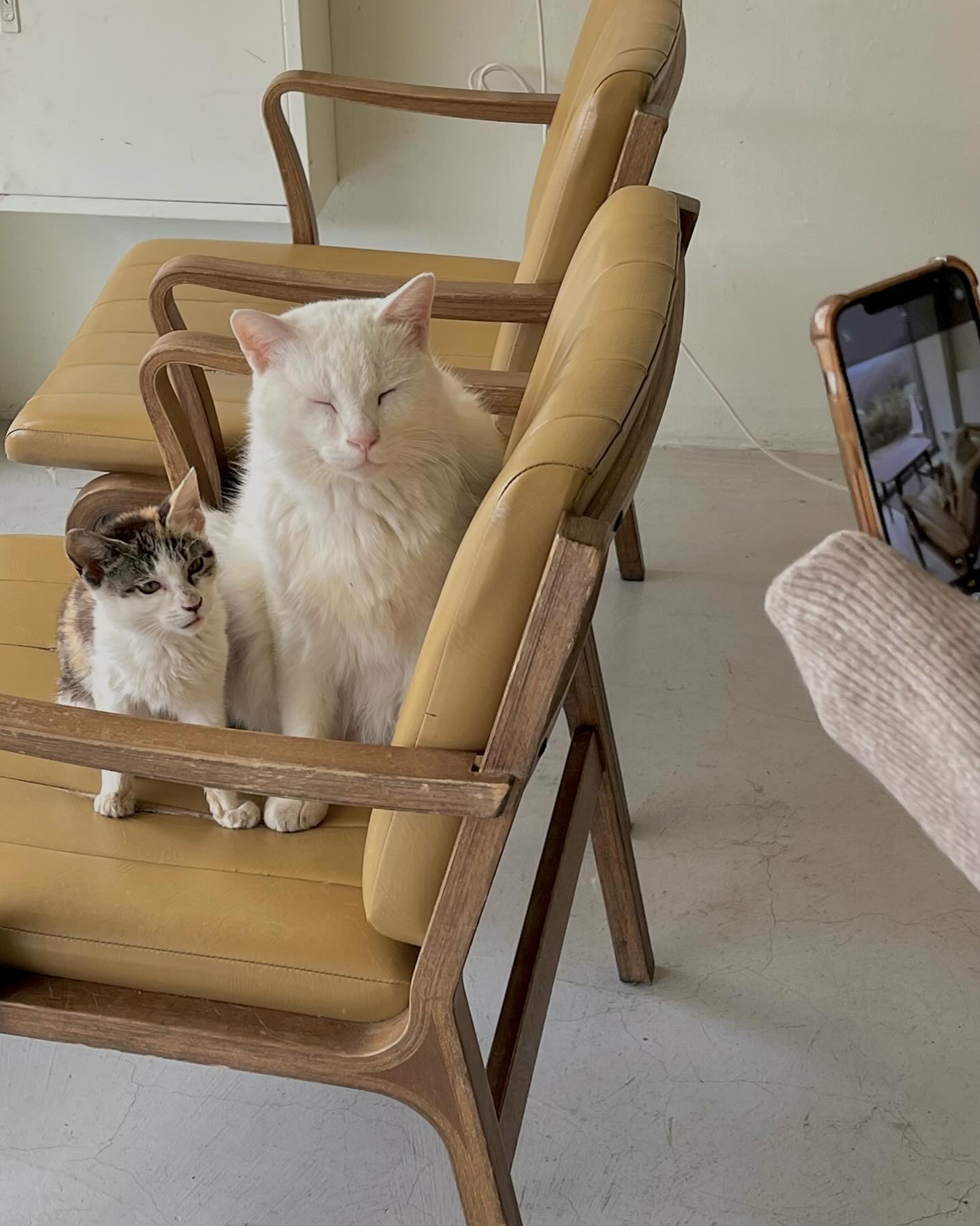 카페 고앵이들🐱