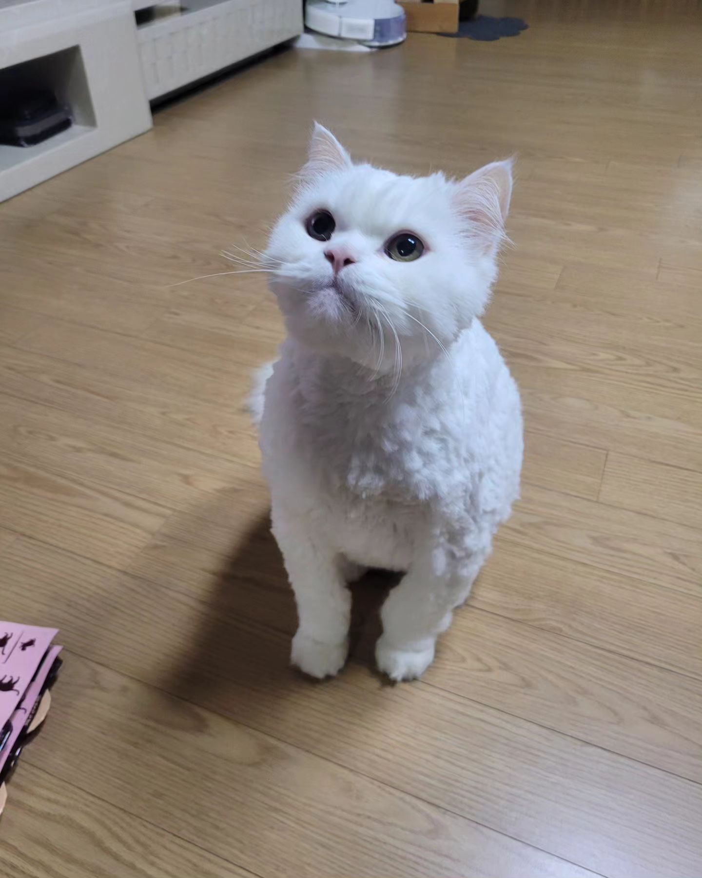 과장님이 선물해주신 간식 뇸뇸
하양이는 스푼까지 먹을기세로 다먹어버렸다 🤣
.
.
.
#하양이자두