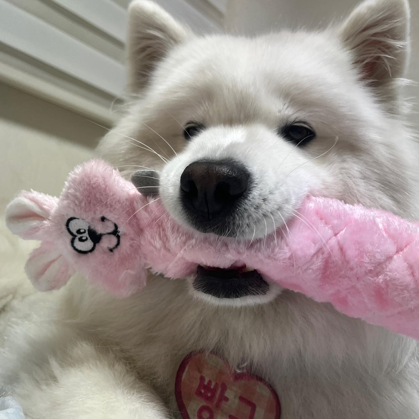 신상 러버 🐰

utopetia 
#빵구 #빵구는못말려 #samoyed  #강아지 #개스타그램 #사모예드 #사모예드빵구 #대형견모델 #강아지모델 #대형견 #dog #dogsofinstagram #daily#likeforlikes#follow#follow4like#photography #photo#instagram #dailylife#iphone #릴스 #릴스타그램 #reels #reelsinstagram