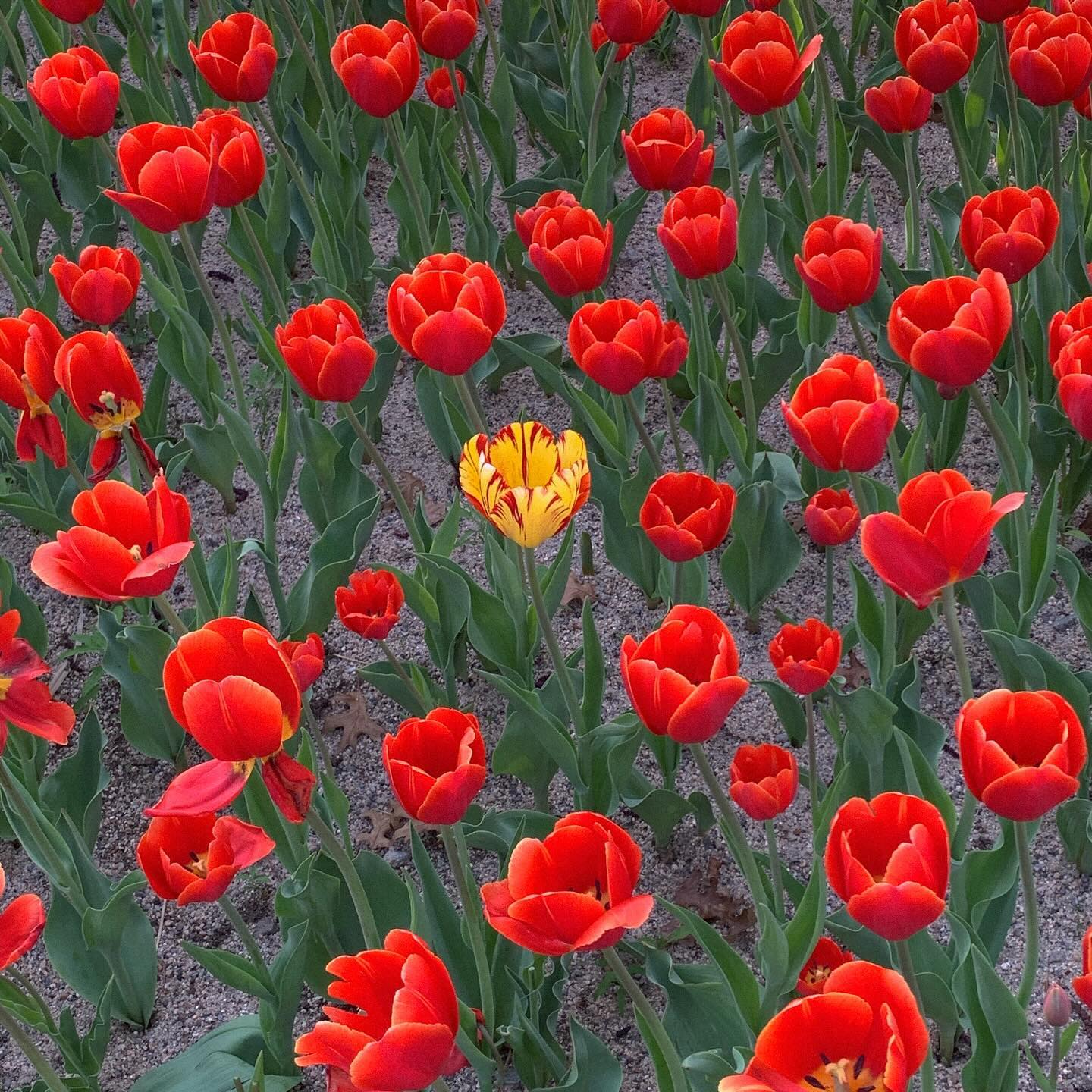 🌷