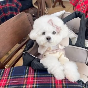 관심달라고 하는 강아지 VS 결국 삐진 티내는 강아지🐻‍❄️

뭐가되었든 귀여움..🥹❤️
자꾸 놀리면 성격 나빠질거 같은데 귀여워서 자꾸 모른척하고 싶고..
댕댕이엄마들 다 이러시는거 맞죠!?😛
+ 자세히 보면 콧물 하나 날라감💦 #졸귀탱구리 

#비숑시로 #찌로일상 #강아지일상 
🧸 haul__official