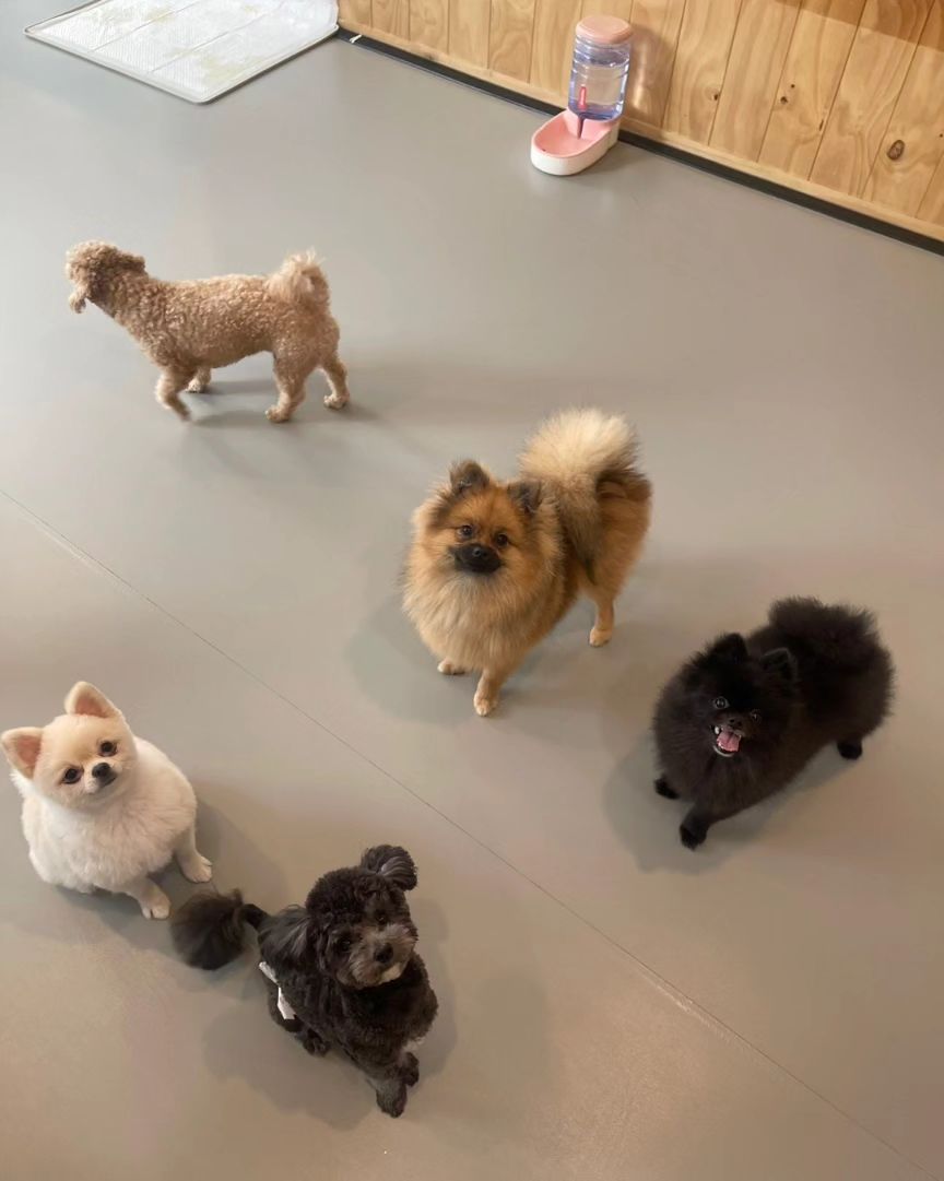 유치원갈때가 제일신나는 펩시씨❤️

#유치원 #멍스타그램 #제일신나 #놀이시간 #멍멍이 #포메 #블랙포메 #펩시