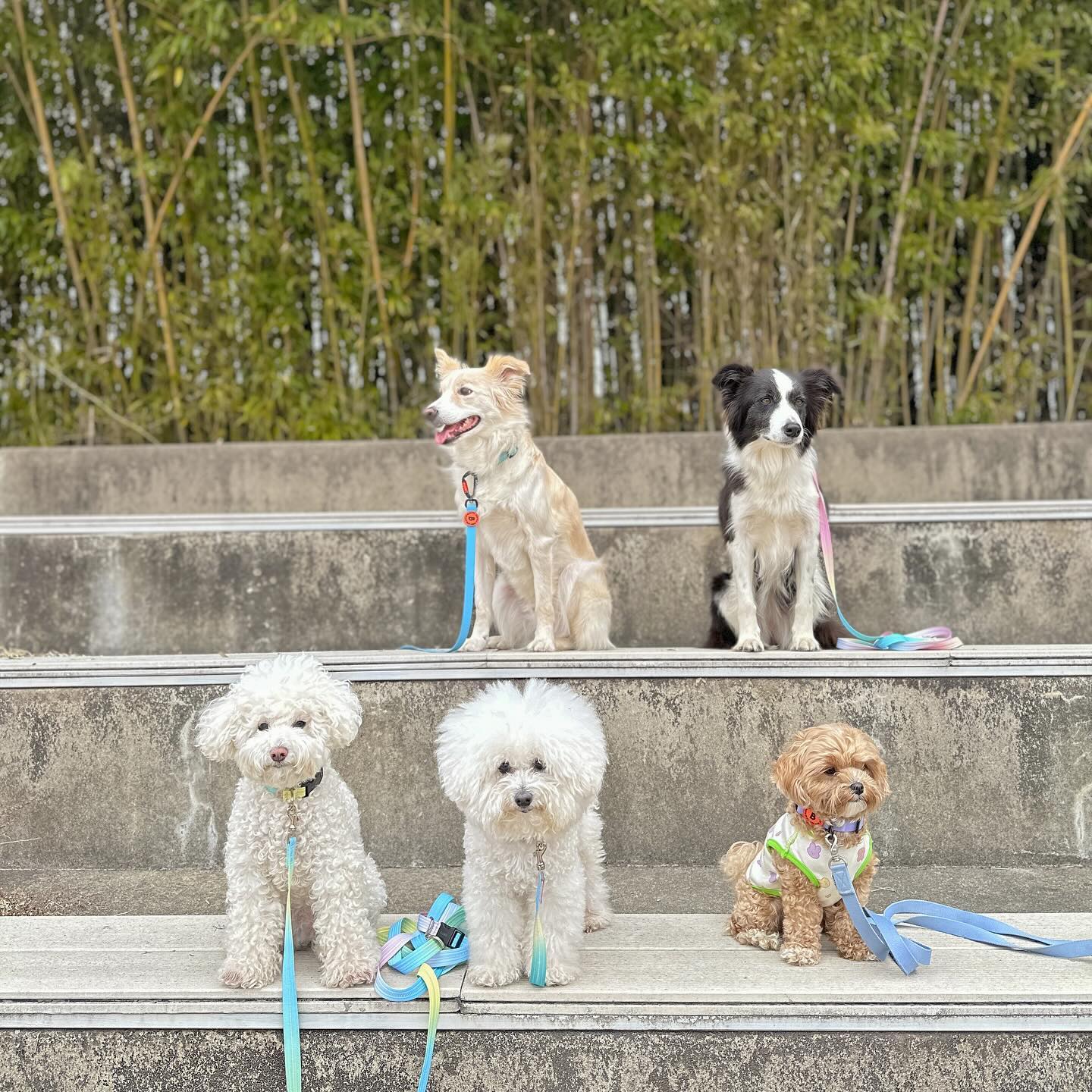 #담양관방제림 #나주한수제

알차고 알찼던 주말 일정 🐶
갱쥐들과 함께 할 때 제일 행복한 사람들 
이제 날 풀려서 열심히 걸으려면 트레킹화 하나 사야겠는데!!