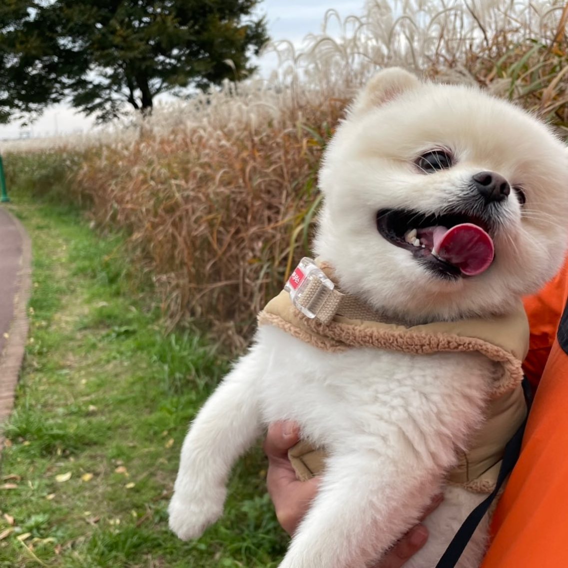 #포메라니안

마루는 다람쥐옷을입으면 좋은일이생겨!🐶