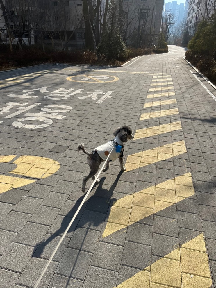 귀여움뿜뿜 실용성 갑 멍냥부띠크 강아지양면패딩조끼