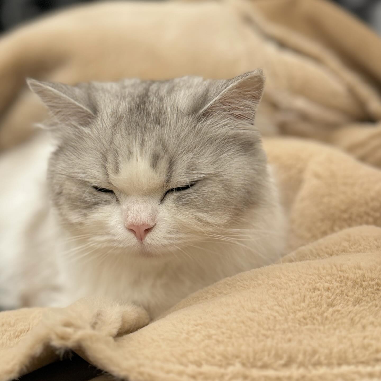 🐾