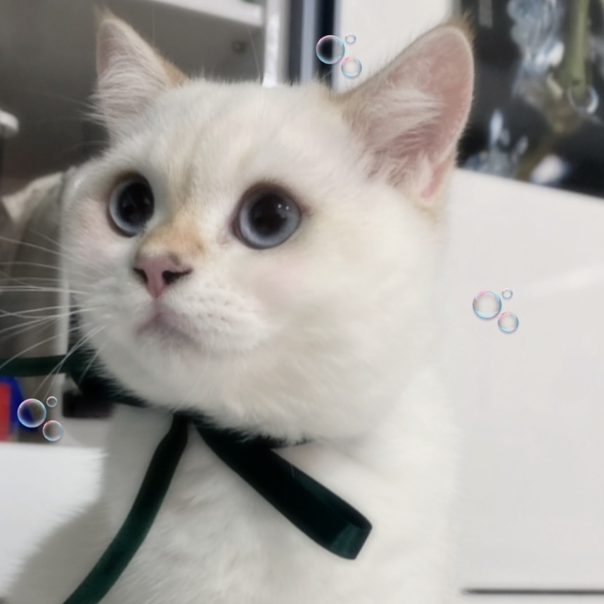 뀨?