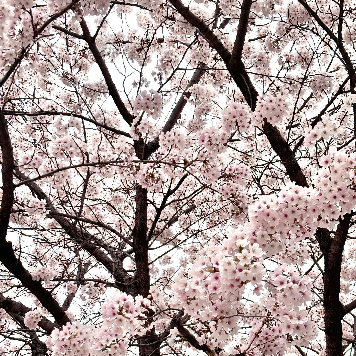🌸💗