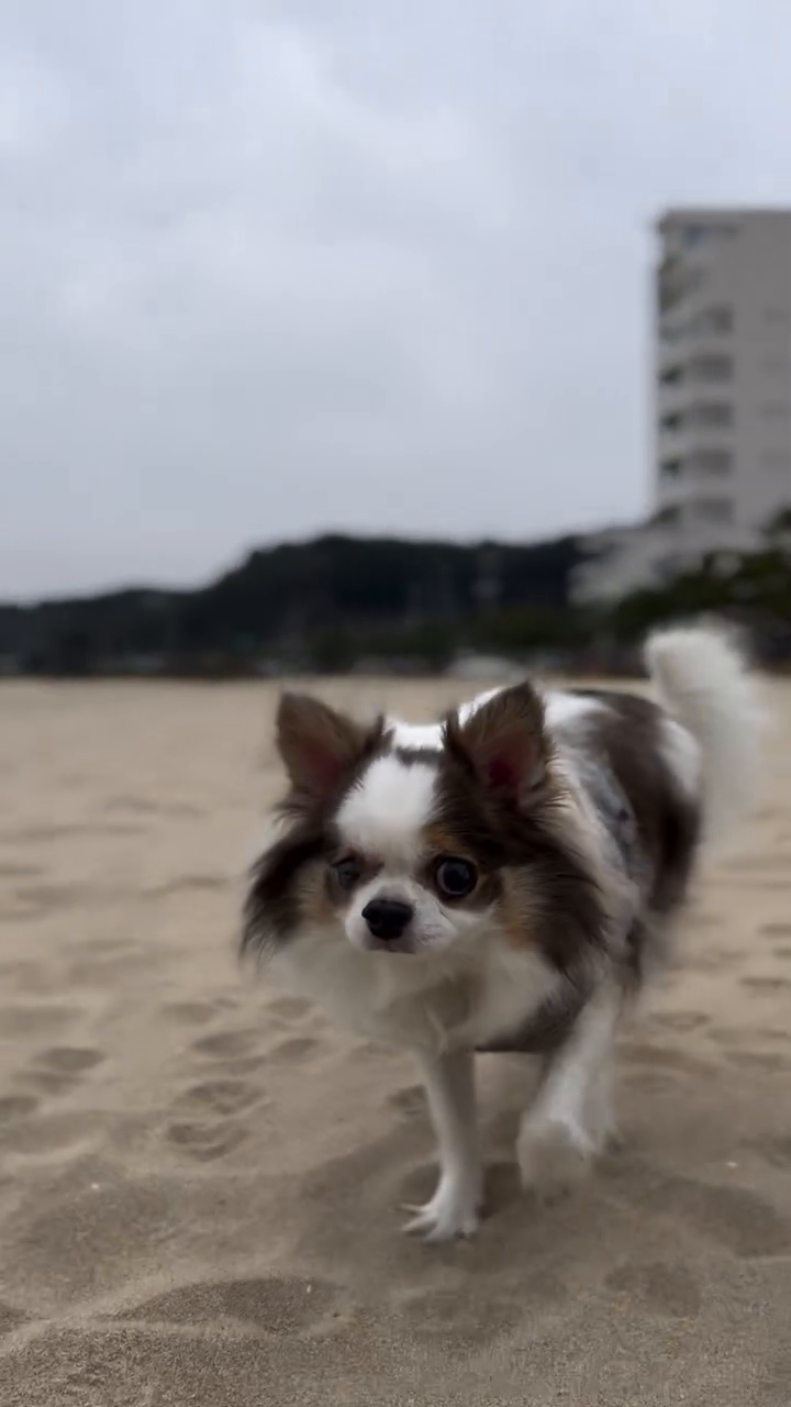 견생 최초 바다산책❤️❤️❤️❤️
합정에서 양양으로 탈추울~~~!!!
하이디,리시안,탄이
울 삼둥이 여행 자주 가댜~~❤️❤️❤️❤️