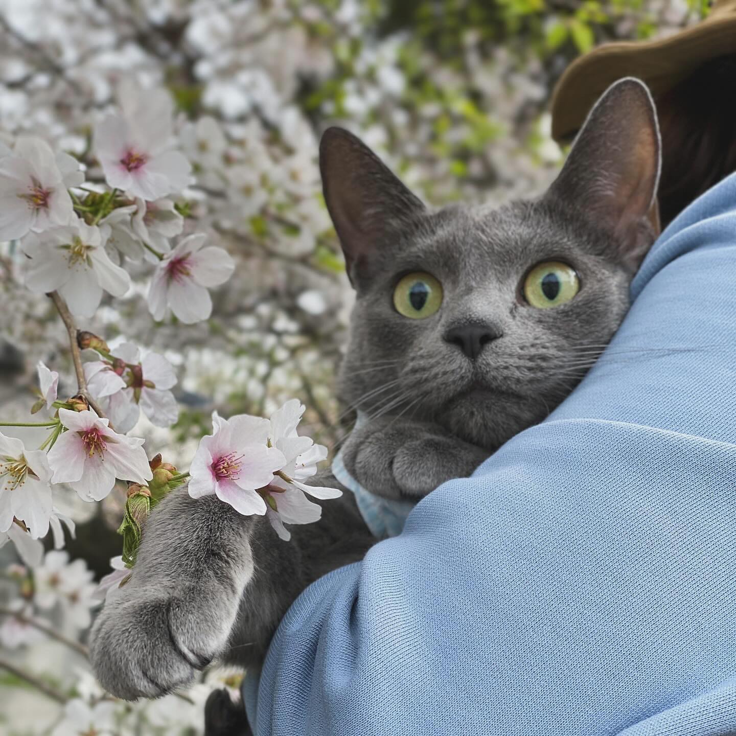벚꽃이 뭐냐옹..🌸
뭔데 다들 난리냥!!!! 츄르나 더 달라냥😾

#고양이스타그램 #집앞 #벚꽃구경 #집사만신남🤣 #만두는만두 #집사맞팔 #고양이맞팔
