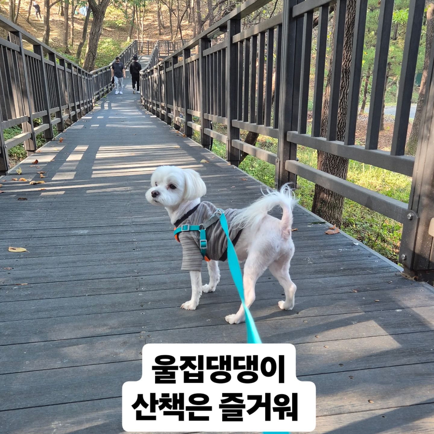 #댕댕이스타그램 #말티즈일상 #견생9년차🐾 #집근처공원🌳 
#산책의맛을알다 #등산
#이런견주또없습니다 #사랑이란