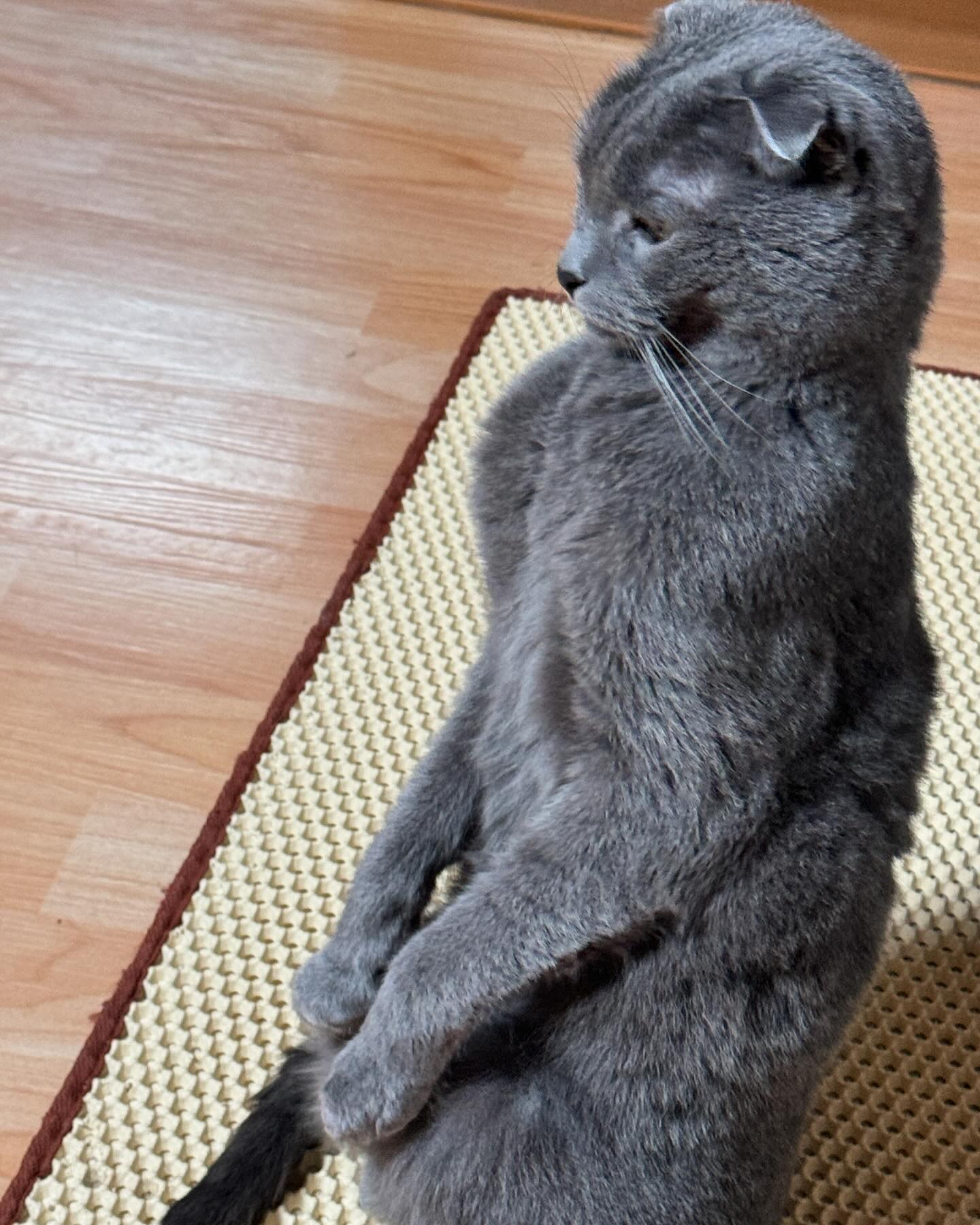 고양이가 왜 자꾸 두발로 있는건지 모르겠어요
#고양이