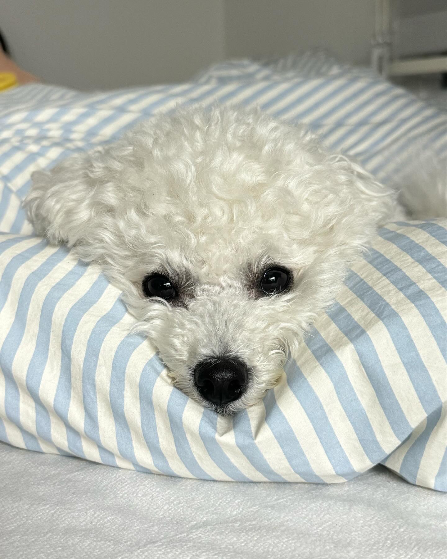 안냐세여 참새상 앨빈임니다 졸려도 간식주면 바로 텐션업 멈머니죠
