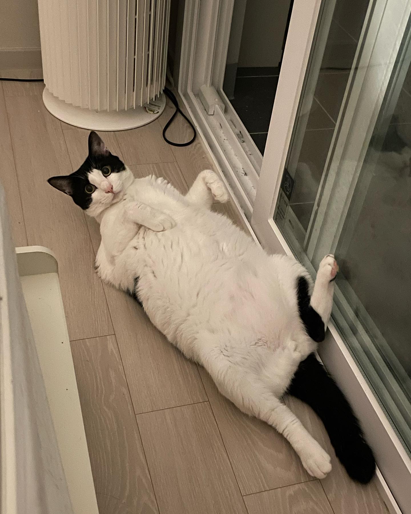 초복 다음 중복엔 잡아먹는다🙃🙃
백숙이신지,,,🤔