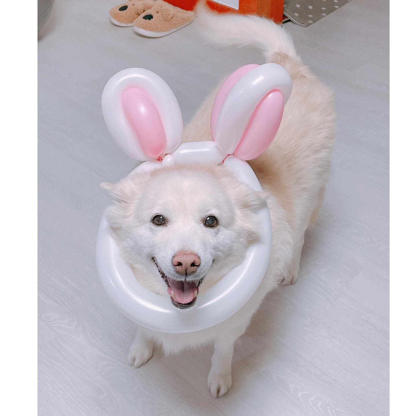 2023년 계묘년🐰💗

보리 12살 오래오래 행복하자❣️

ps. 보리는 풍선을 아직 몰라서 터질걸 생각 못했다는😂🎈

#2023계묘년🐰 #보리열두살 #진도믹스 #멍스타그램 #도그스타그램 #댕댕이그램 #🐶